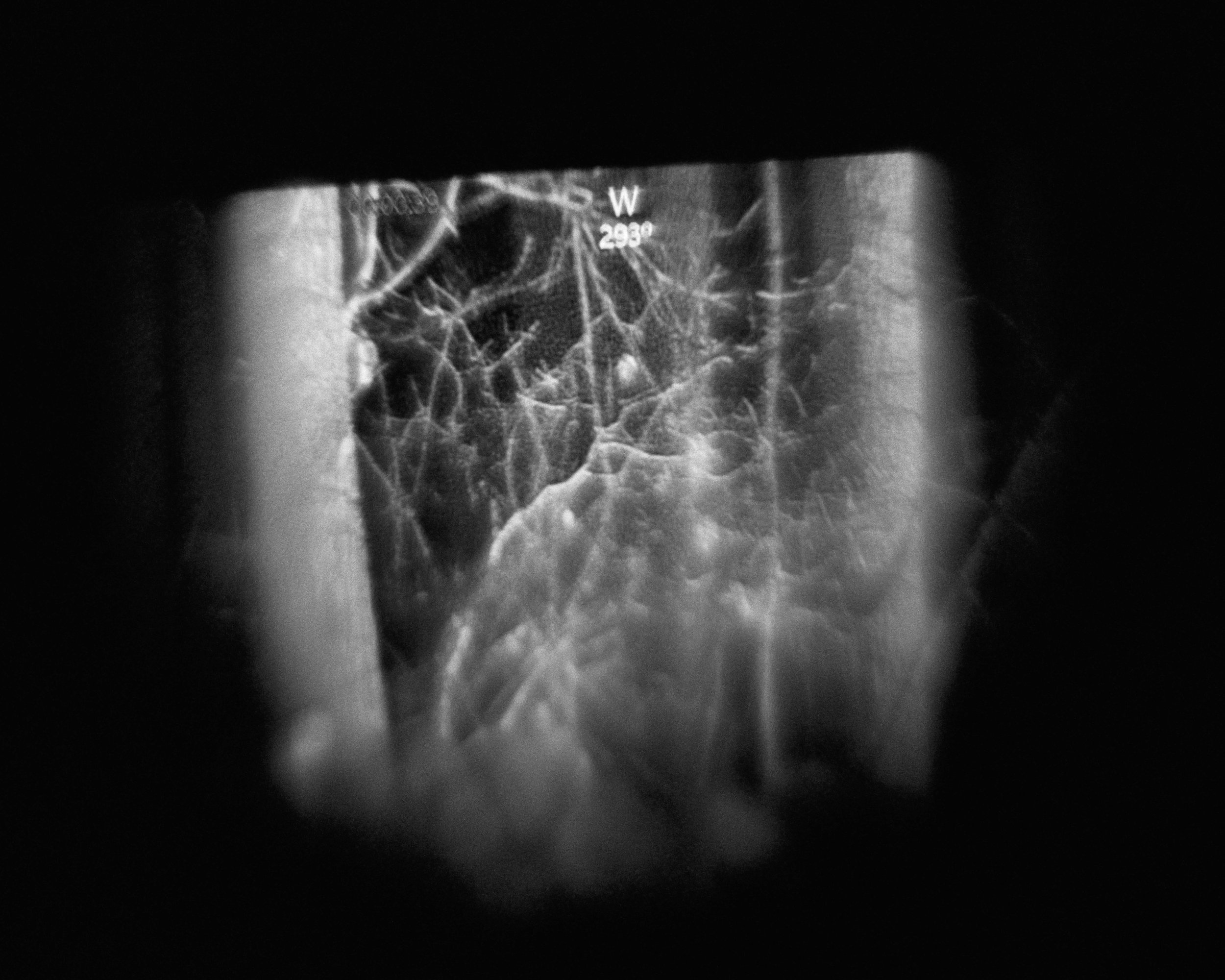 Black and white image of a tree at night through a night vision camera.