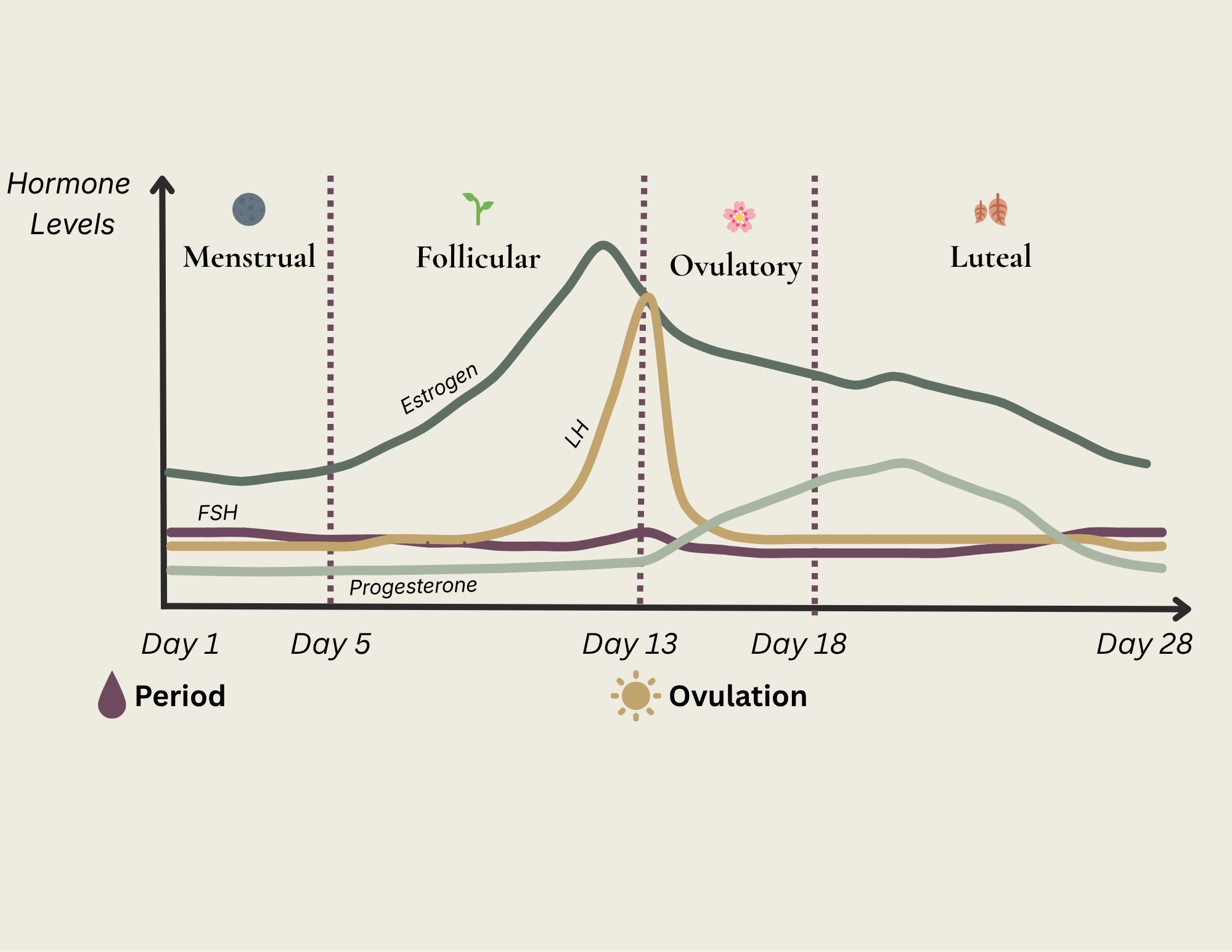 A graph showing hormone levels throughout the menstrual cycle, including phases of menstrual, follicular, ovulatory, and luteal, with curves for FSH, estrogen, LH, and progesterone, and days marked from 1 to 28.