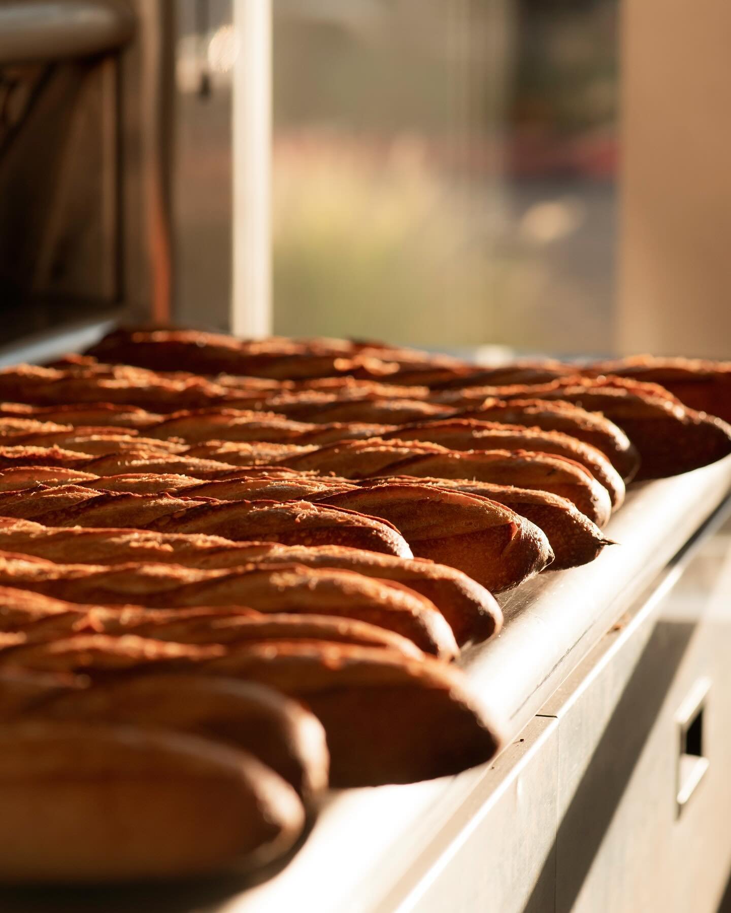 Close-up of smoked sausages lined up on a tray with sunlight shining on them.