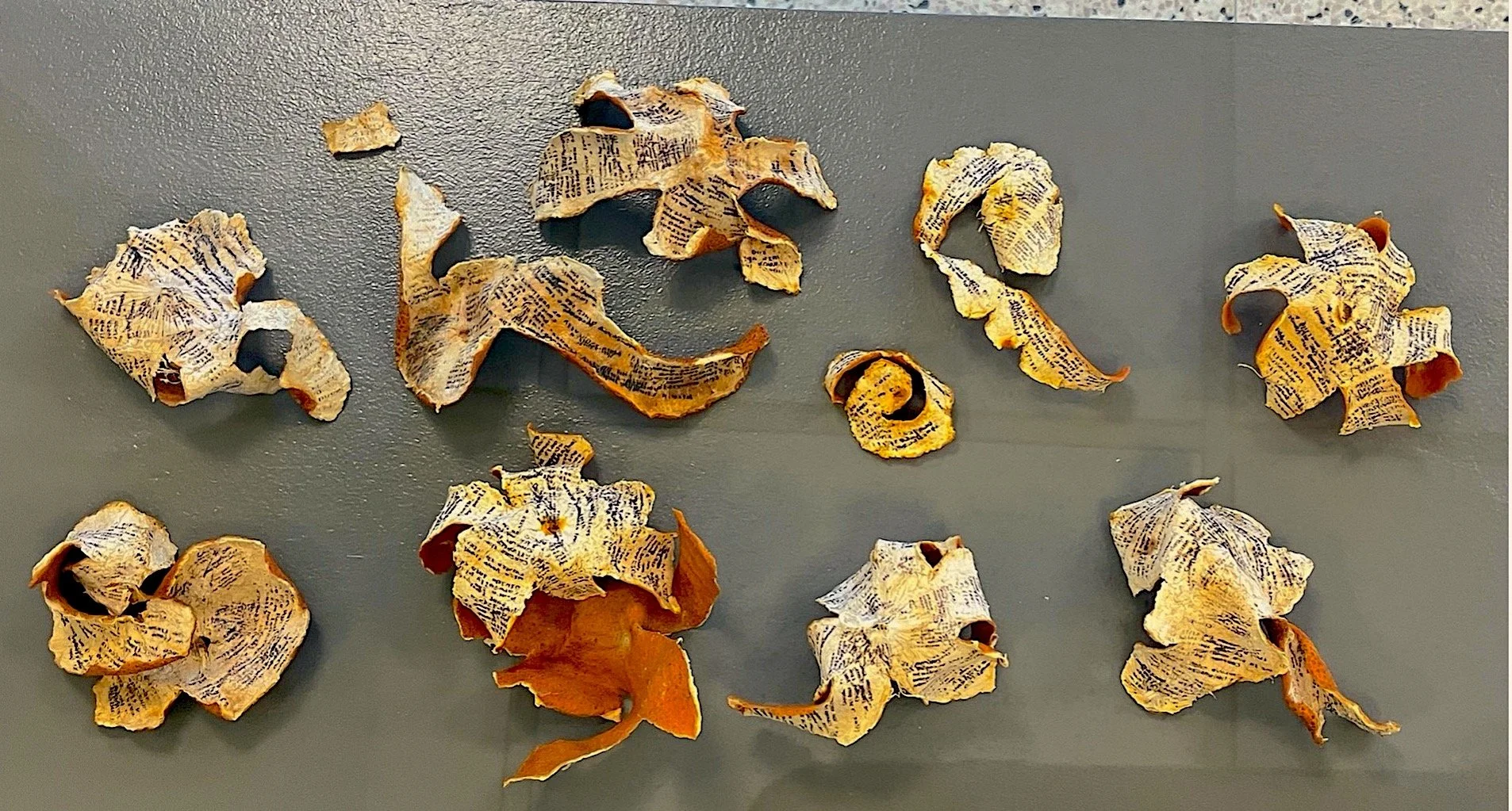 Vanna Nguyen, Pith Meditations, ink transfers on tangerine peels copy.jpg