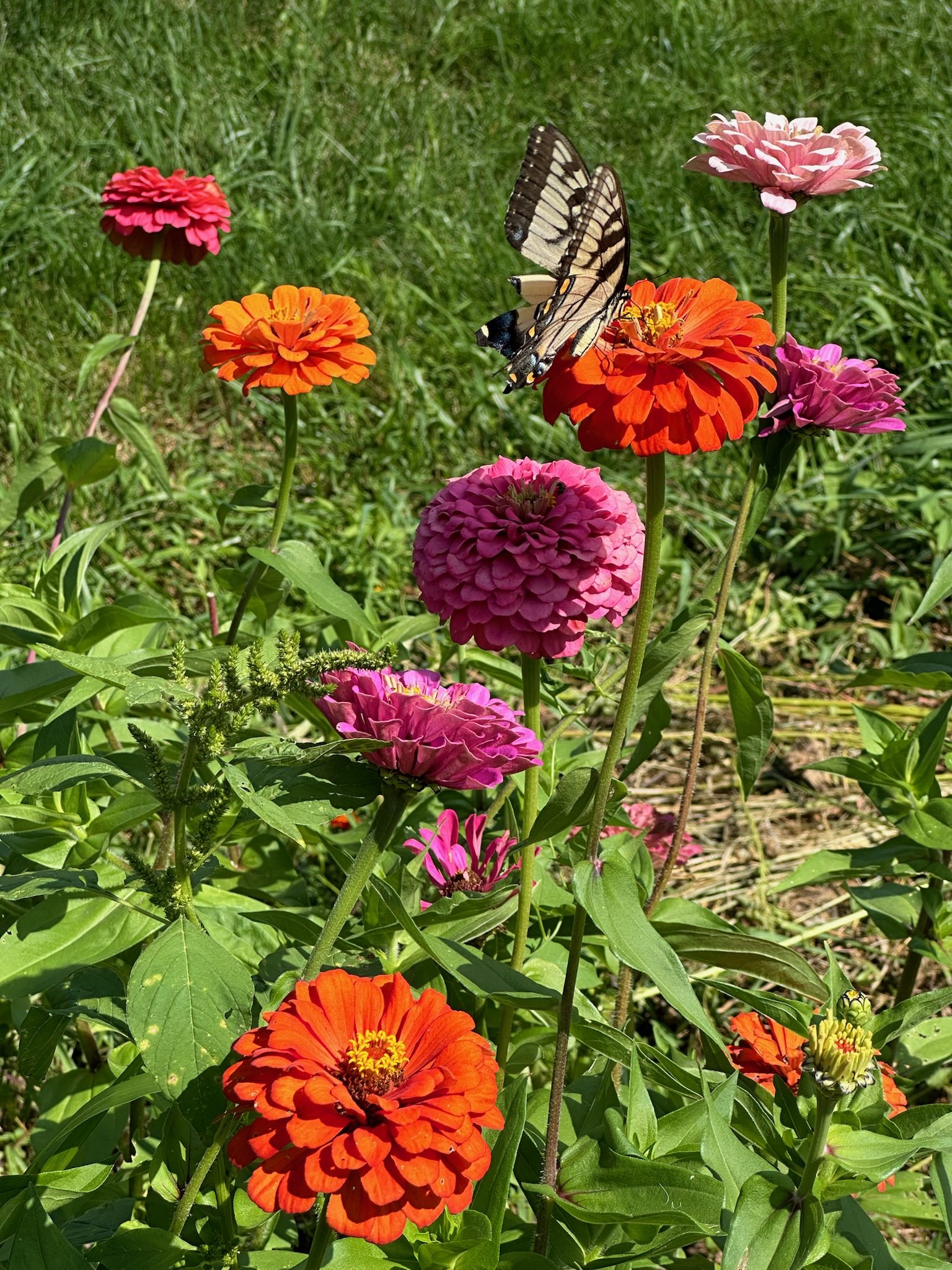 IMG_3403.jpeg