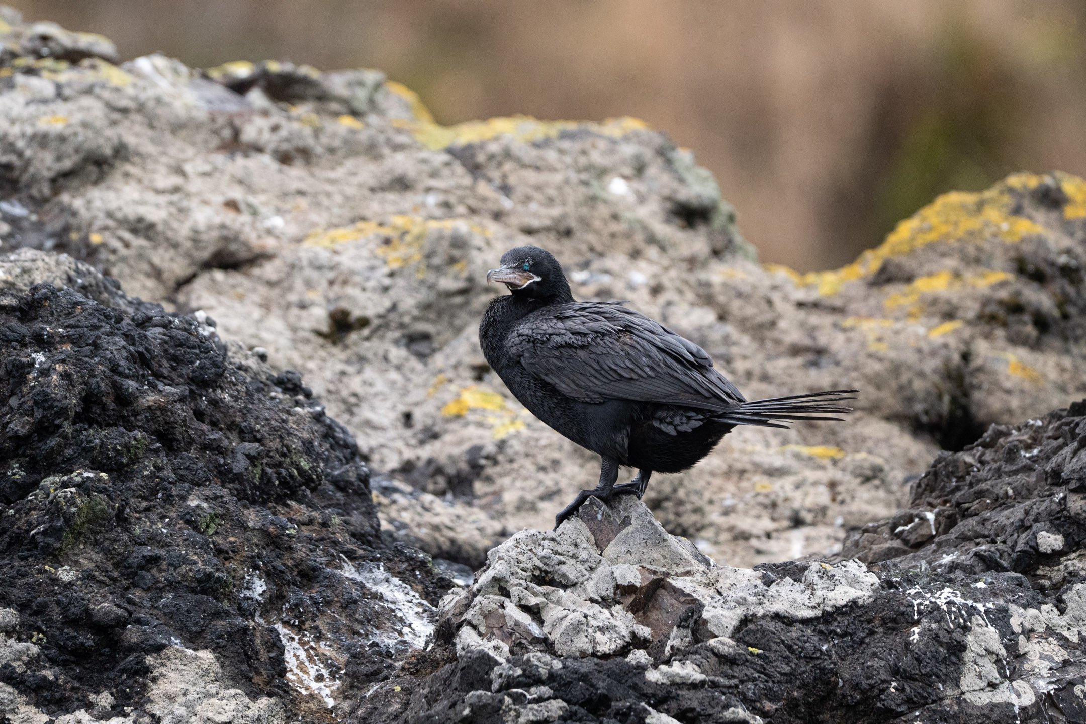 Neotropic Cormorant
