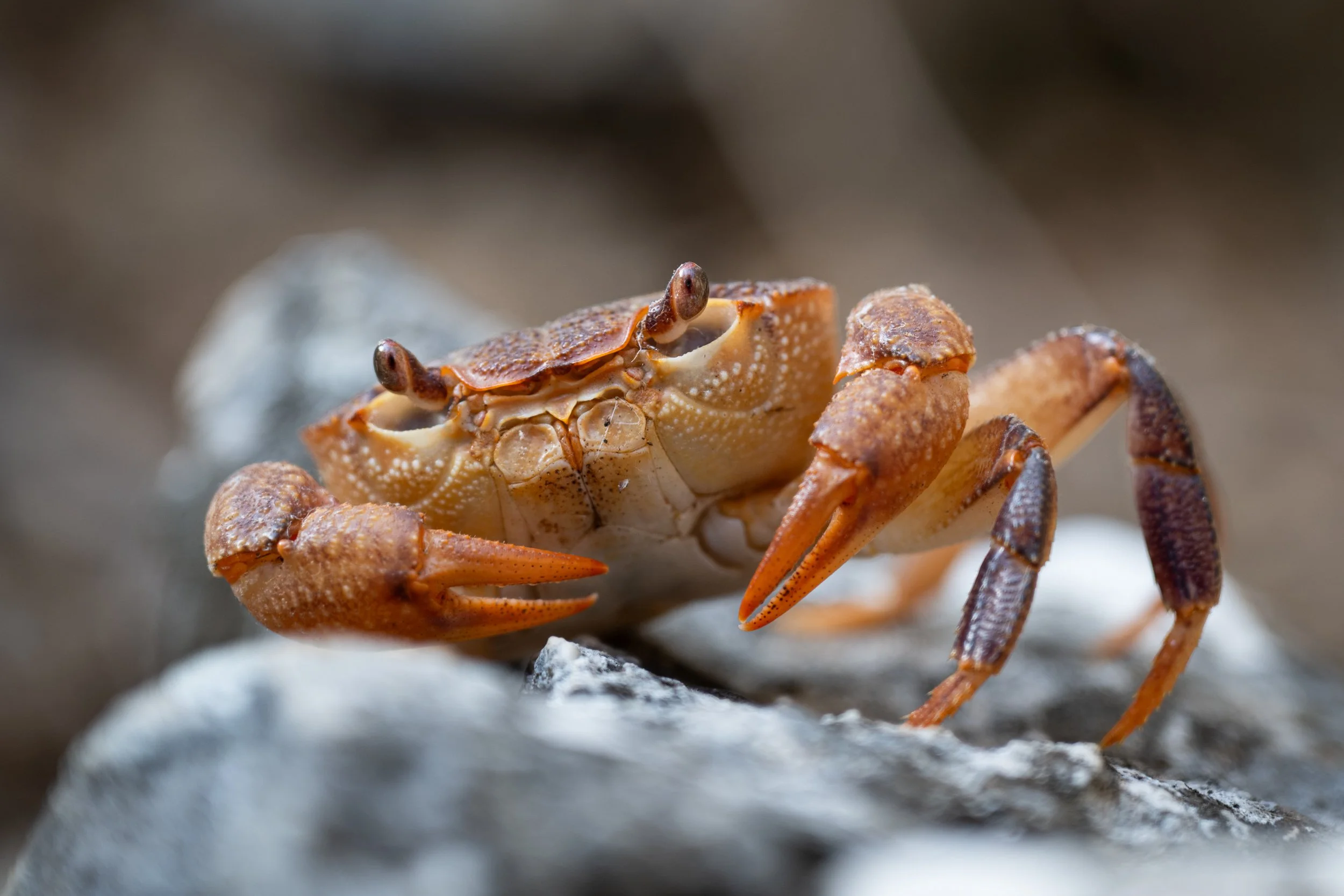 Climbing, Turkey 2025 (8 of 14).jpg