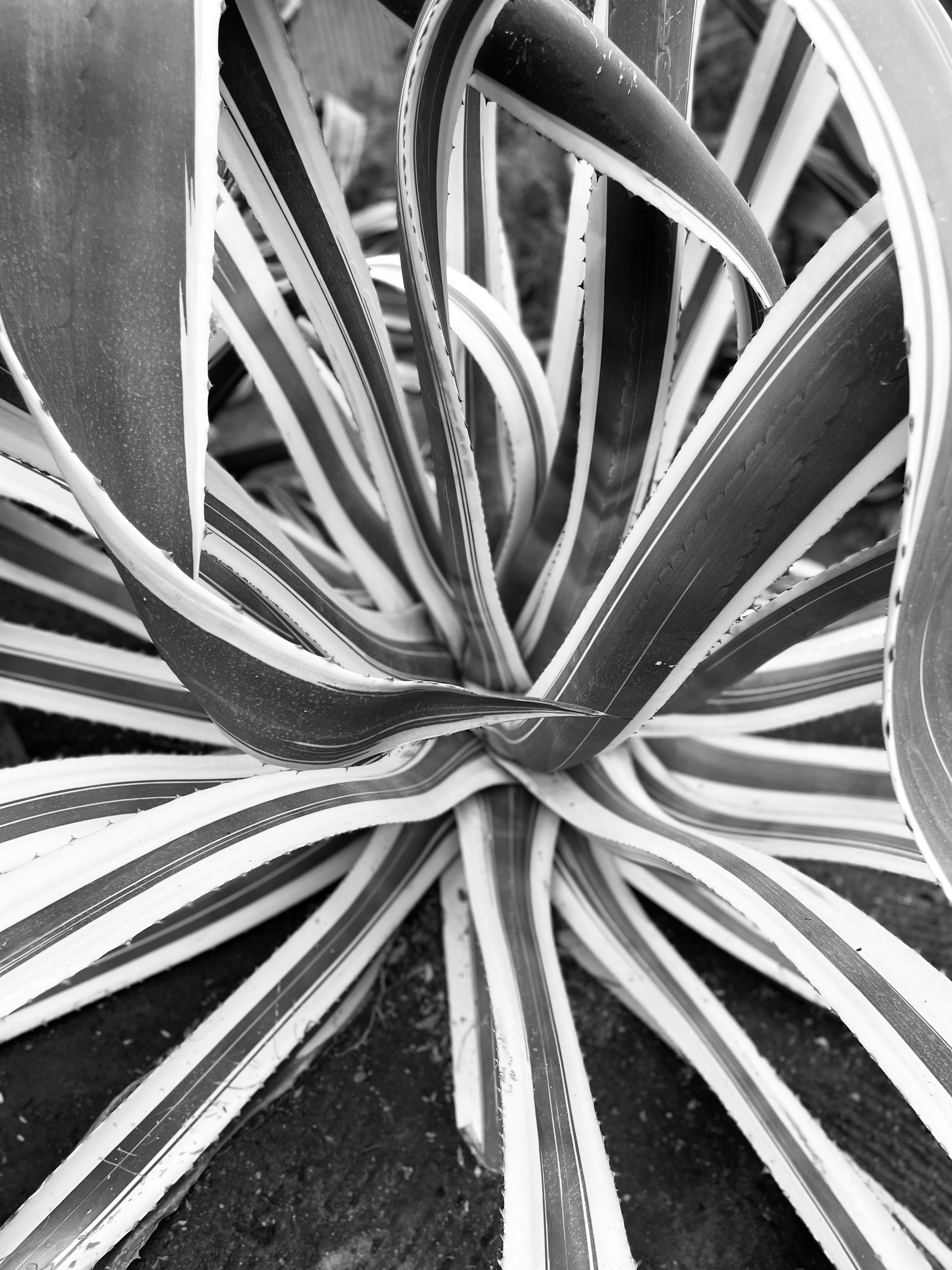 “Palm Desert 3,” 2023; Digital Print.