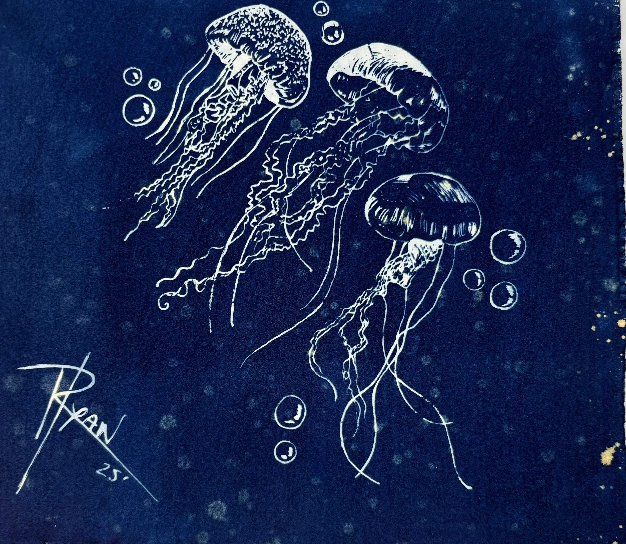 “Jellyfish,” 2024; Cyanotype on paper;  6”H x 5½”W.
I am really drawn to sea life and the beach and did some drawings of jellyfish on vellum which I then exposed in the sun.
