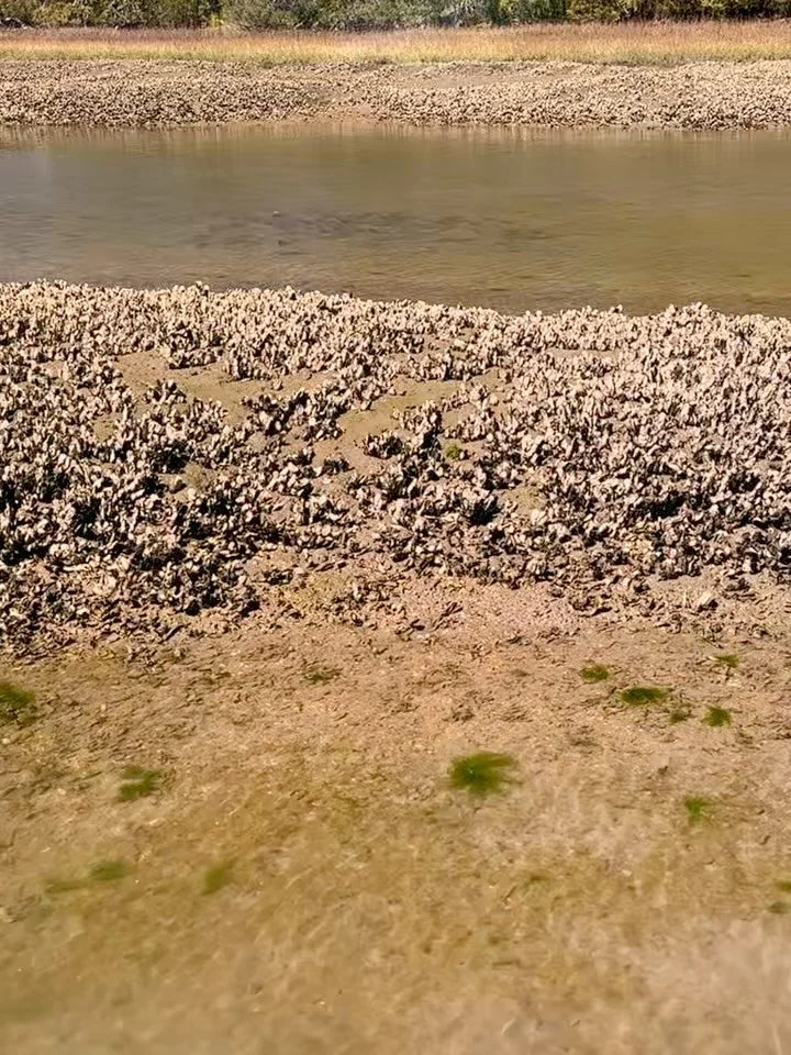 Get a new pair of polarized sunglasses from @bajiosunglasses or @smithoptics and you might see more of this on the water 👀
#hiltonhead #fishing #redfish #flyfishing