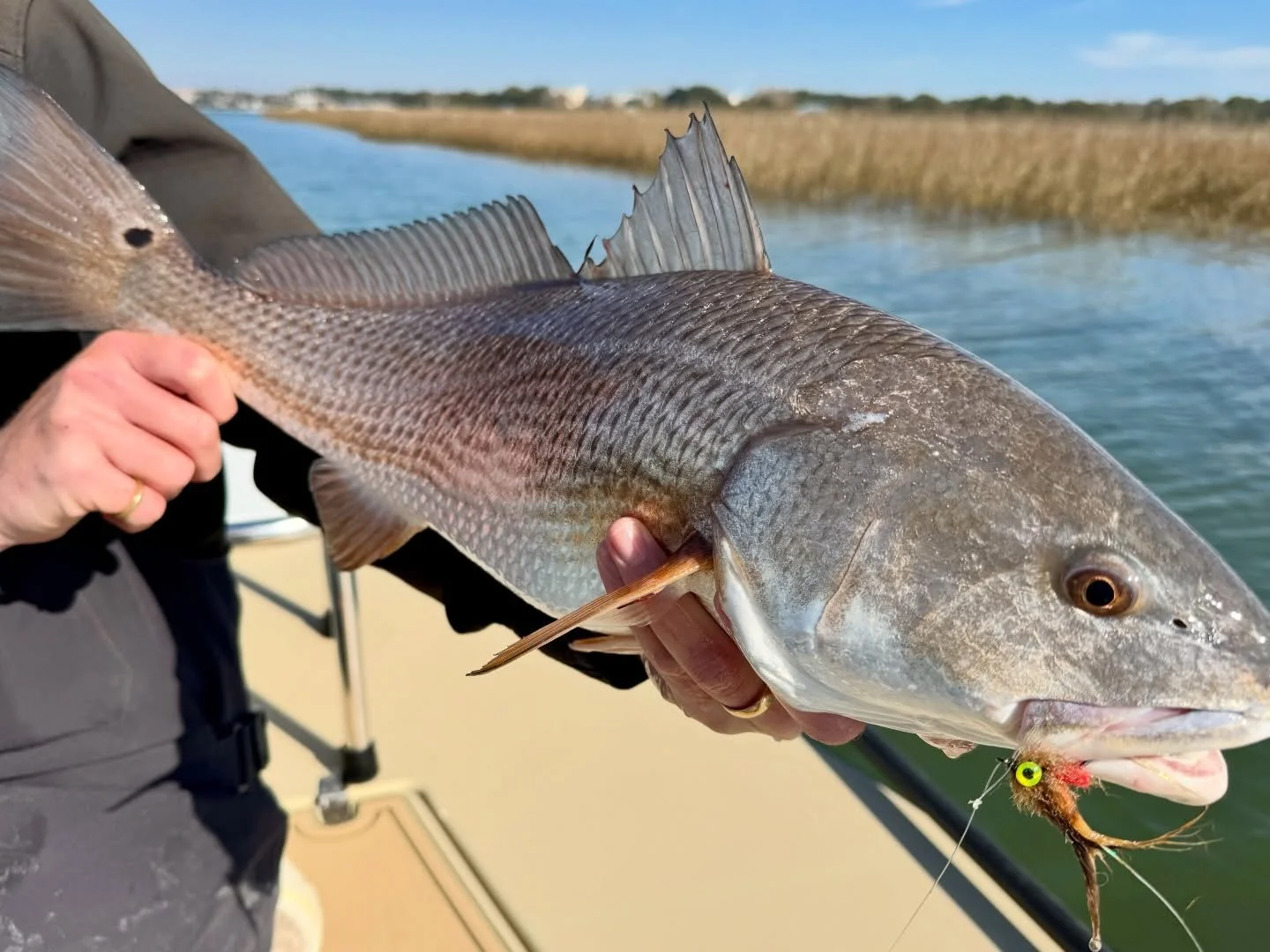 These new baitfish patterns from @umpquafeathermerchants are getting the job done!

Come see for yourself 

#fishing #flyfishing #umpqua #hiltonhead
