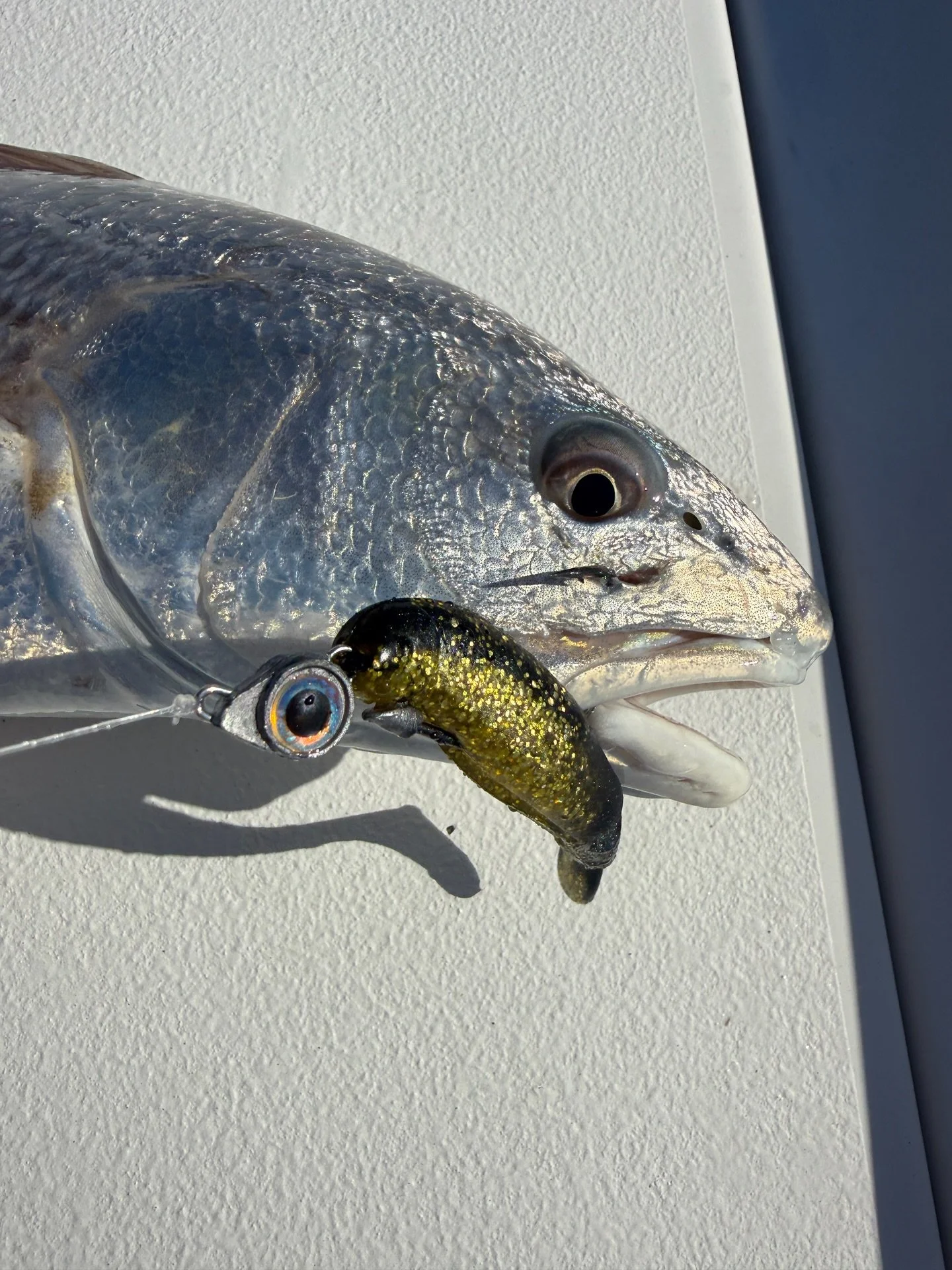 They were falling for the @zmanfishingproducts texas eye with a gold rush scented paddler today! 
Come grab a couple packs we have them in stock! 

#fishing #hiltonhead #redfish