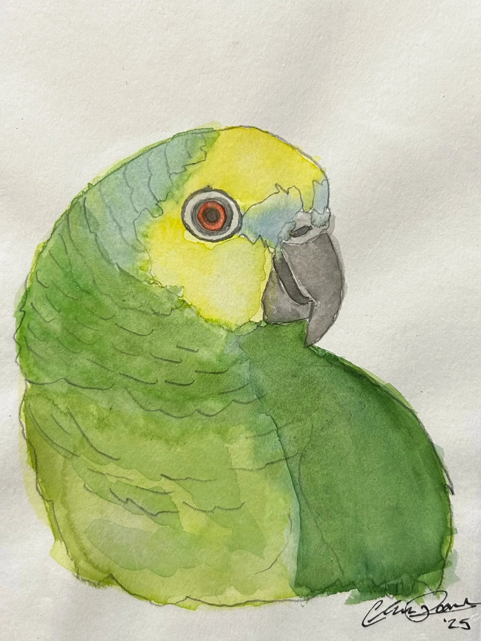 Blue Fronted Amazon Parrot 