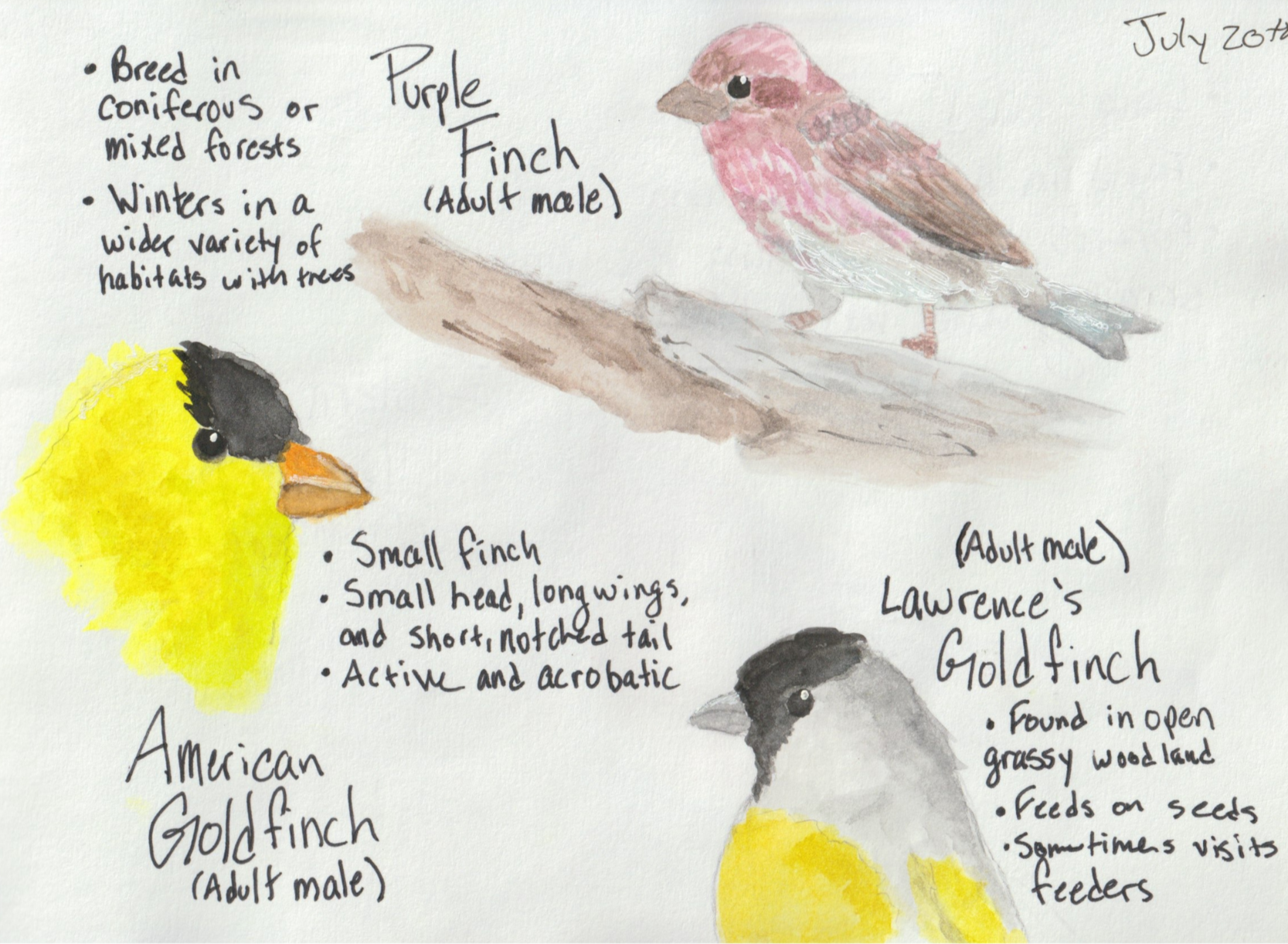 Birding Notes