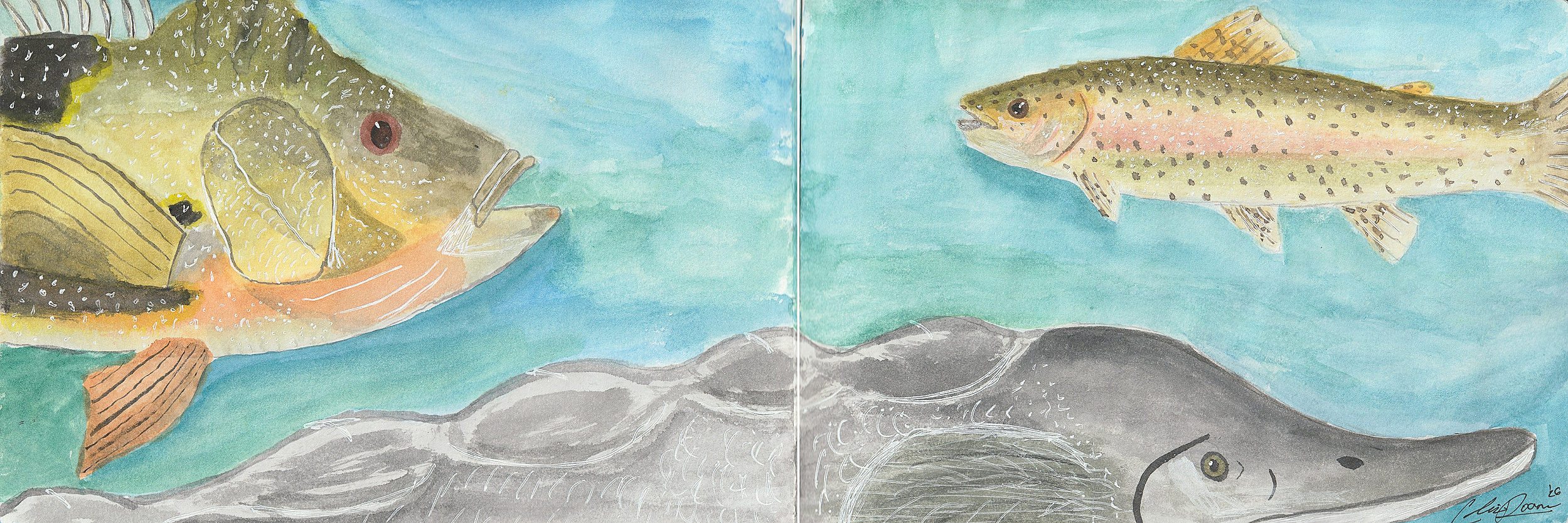 Peacock Bass, Sturgeon and Rainbow Trout