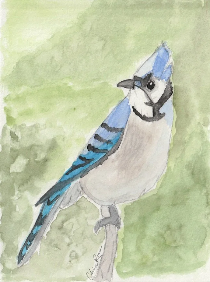 Bluejay with background.jpeg
