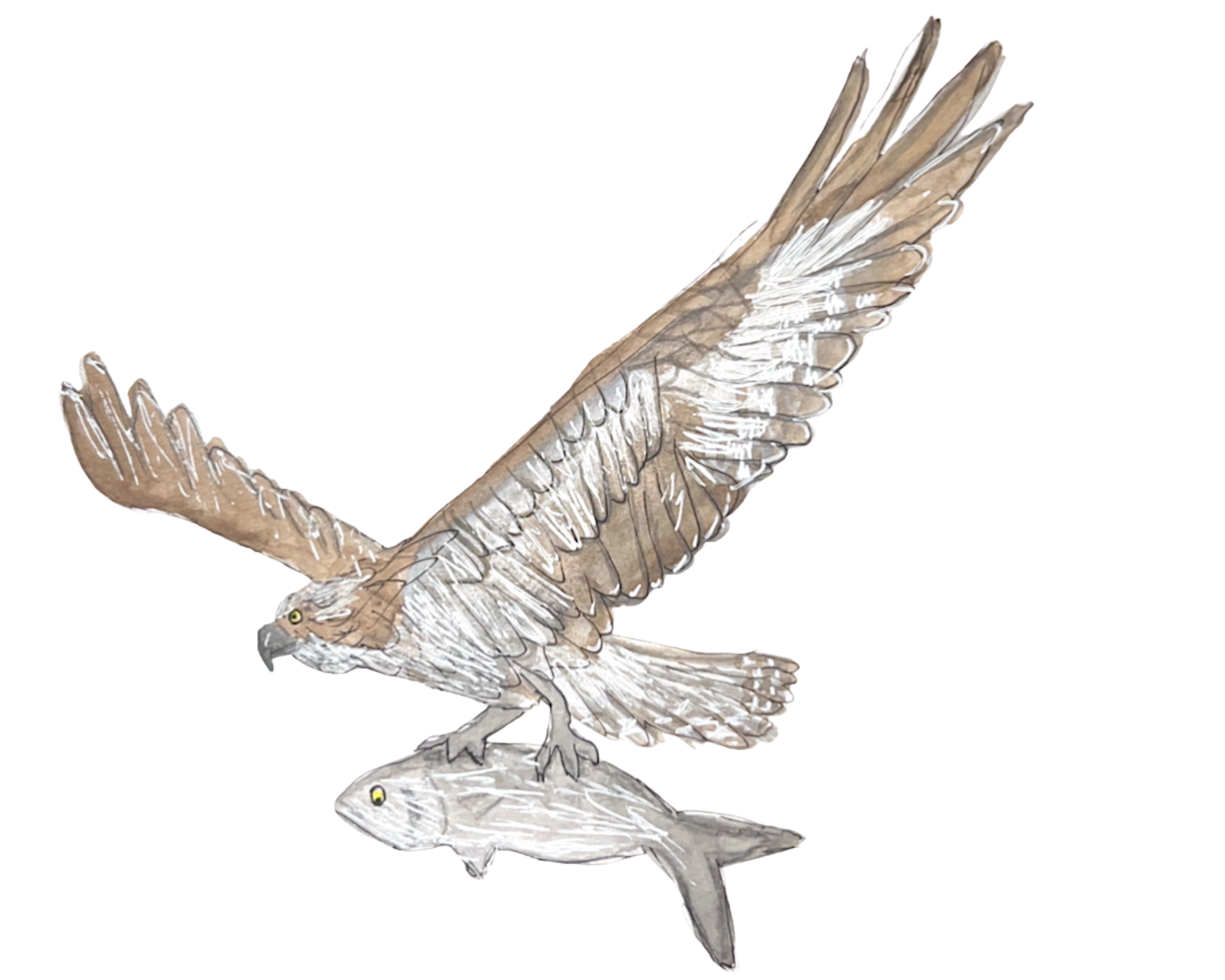 Osprey with its latest catch