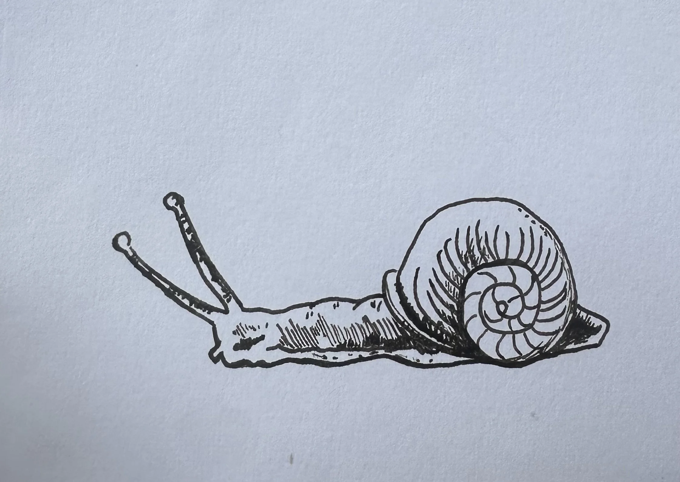 Snail