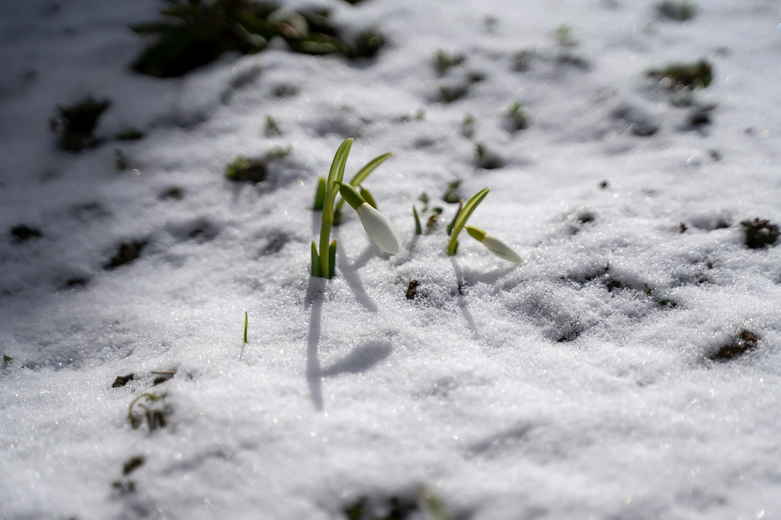 Spring is Coming: Strategies to Manage Seasonal Mood Changes and Mental Health
