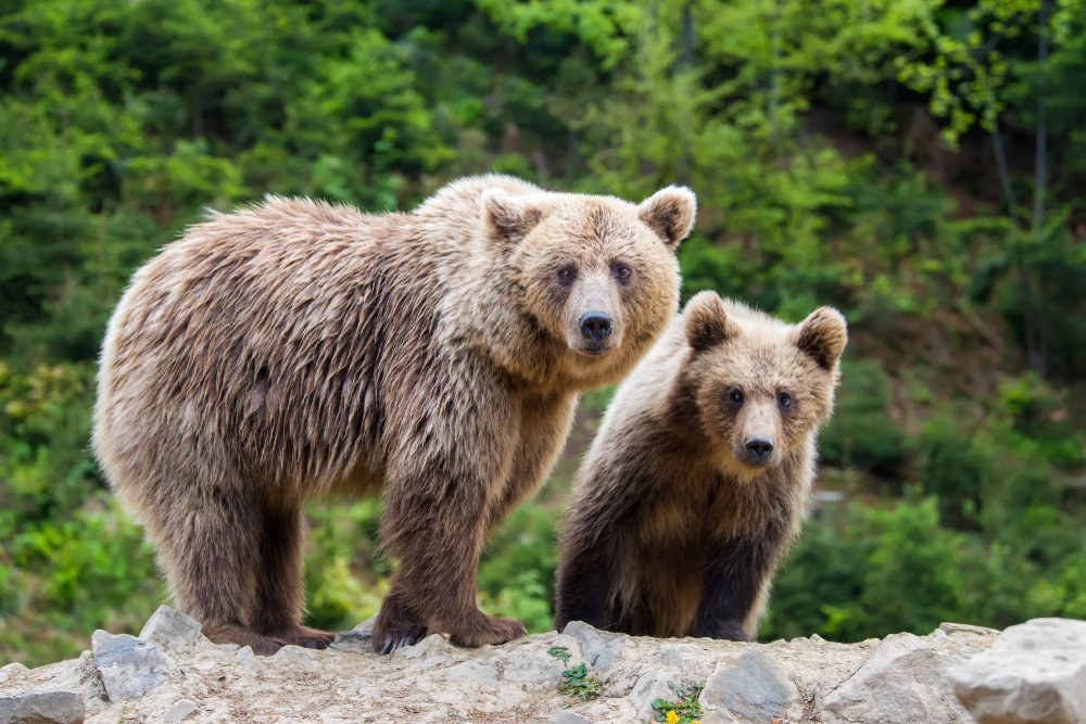 bear country wildlife tours