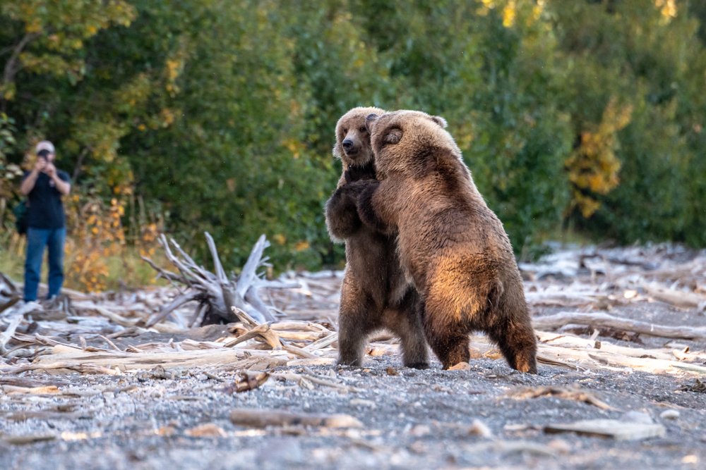 The Ultimate Guide to Planning a Once-in-a-Lifetime Wildlife Trip to Alaska