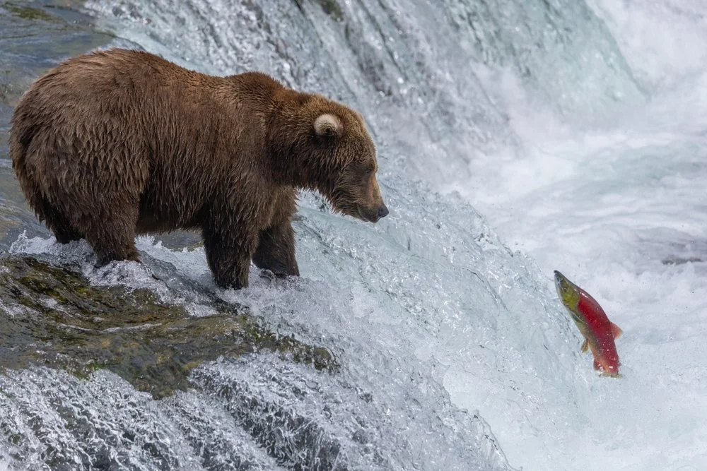 A Month-by-Month Guide to the Alaskan Brown Bear Seasonal Cycle