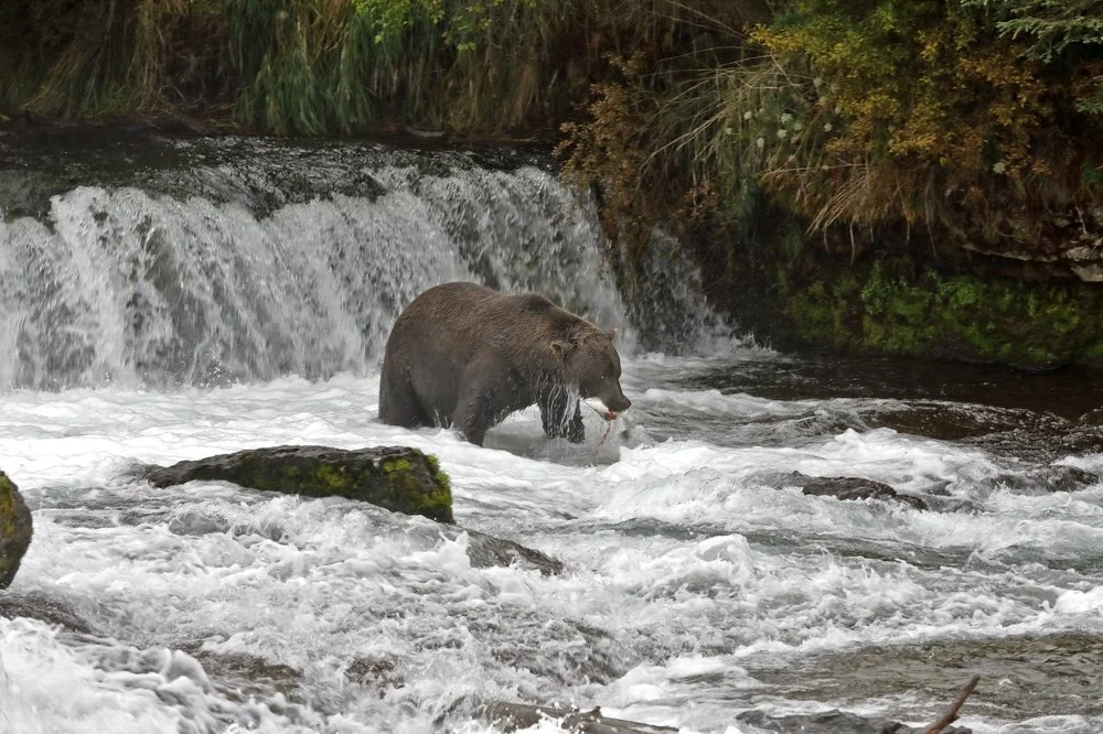 What Guests Appreciate Most About Staying at a Bear Viewing Lodge