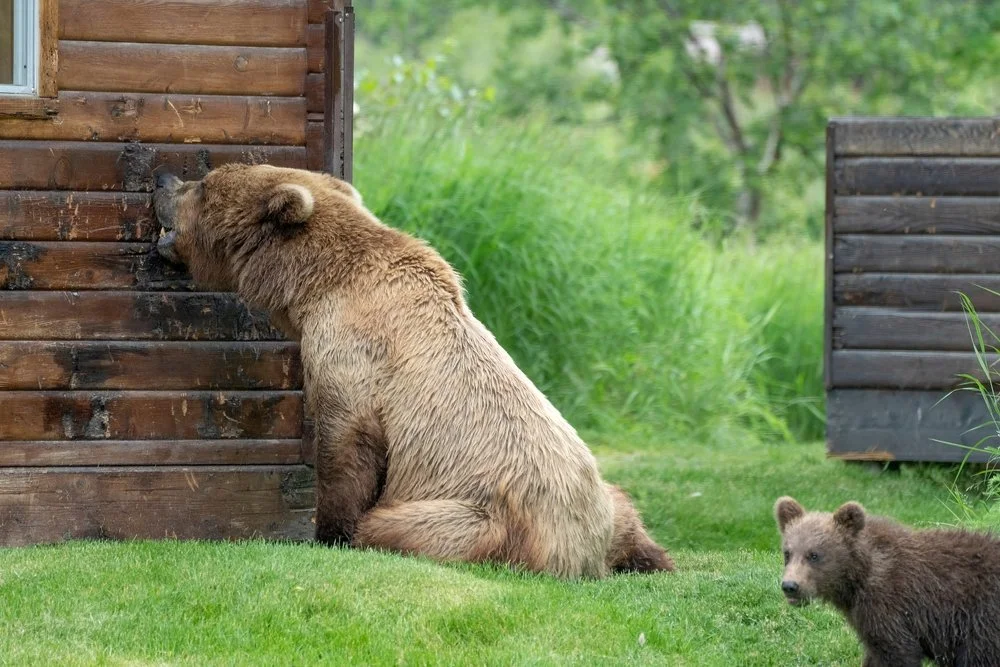 What Sets Bear Viewing Lodges Apart From Standard Wilderness Hotels