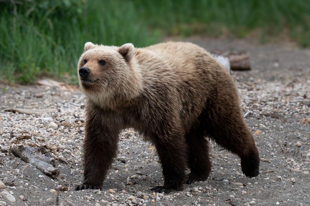 The Role of Expert Guides in Safe Bear Viewing Experiences