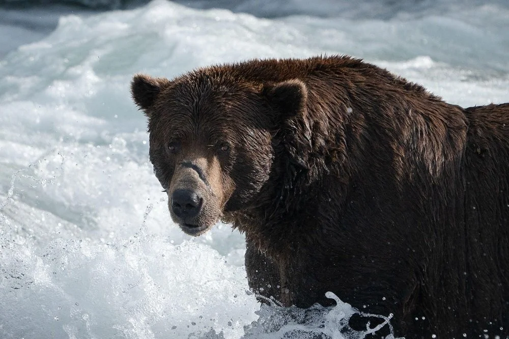 Why Bear Viewing Is Best Experienced From a Dedicated Bear Viewing Lodge