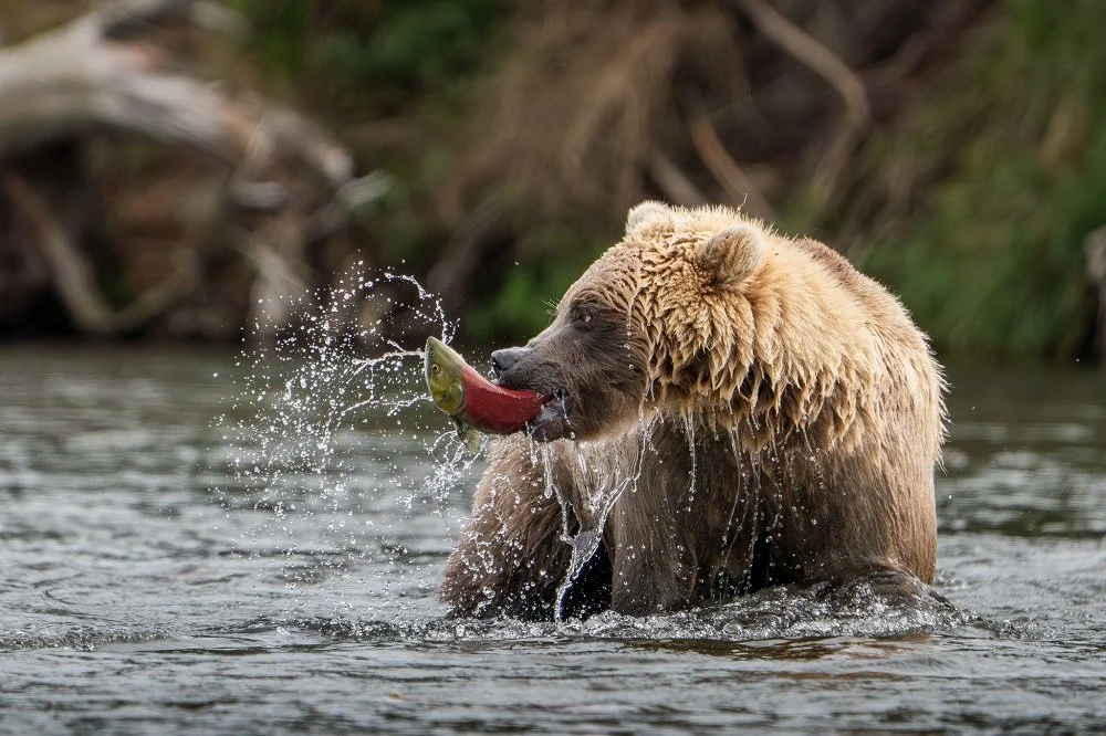 What First-Time Bear Watchers Should Know Before Visiting a Bear Viewing Lodge.