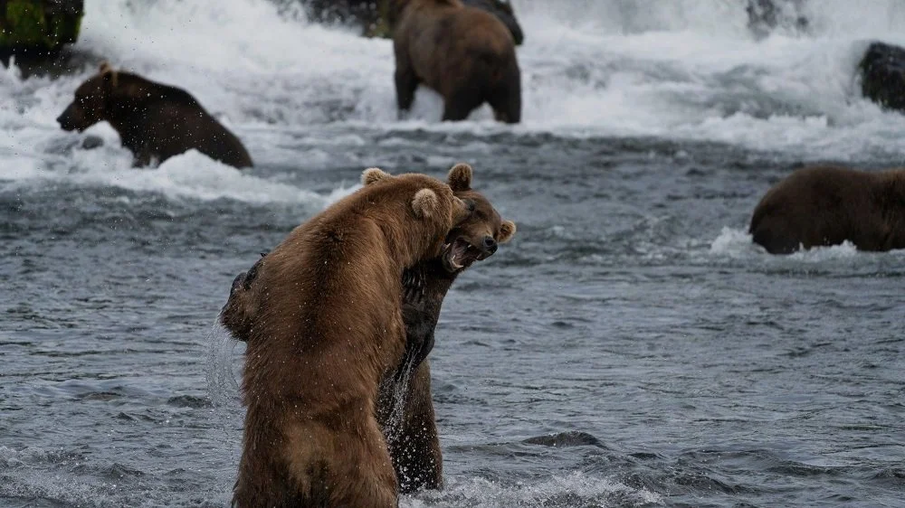 Why Katmai National Park Is the Best Place to See Bears in Alaska