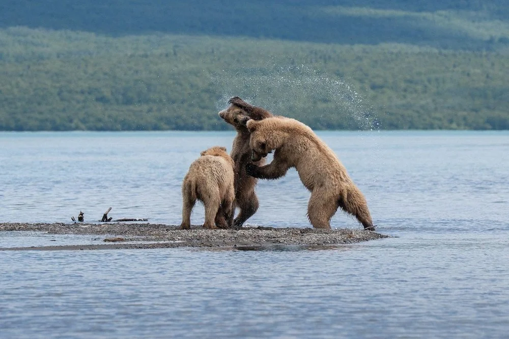Best Time of Year for Alaska Bear Watching in Katmai National Park