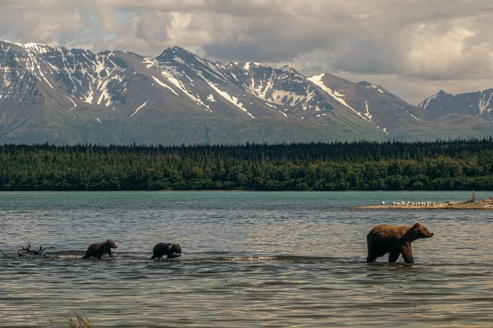 How Bear Viewing Lodges Balance Safety, Ethics, and Adventure