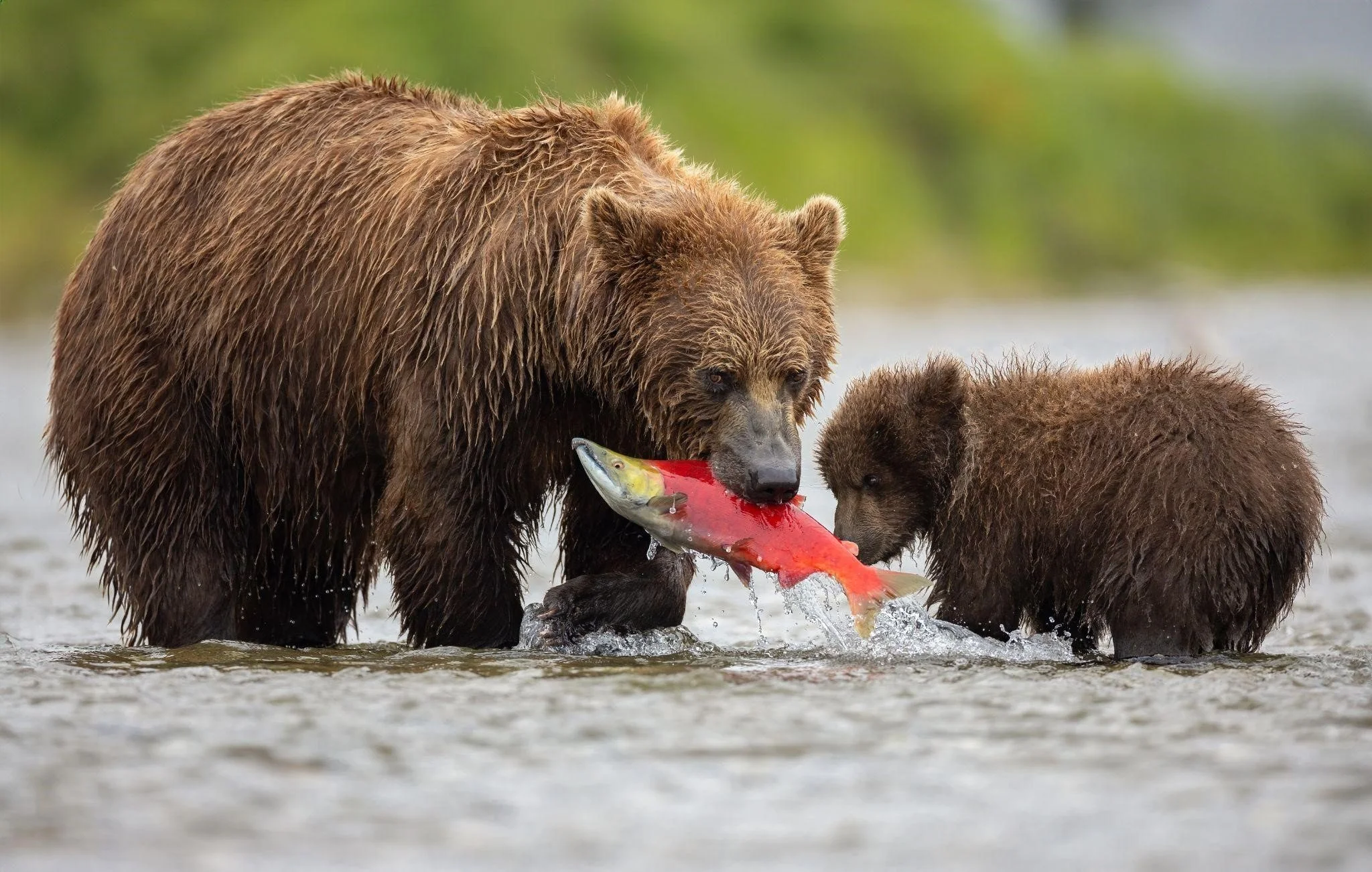 brown bear fishing for salmon in Alaska