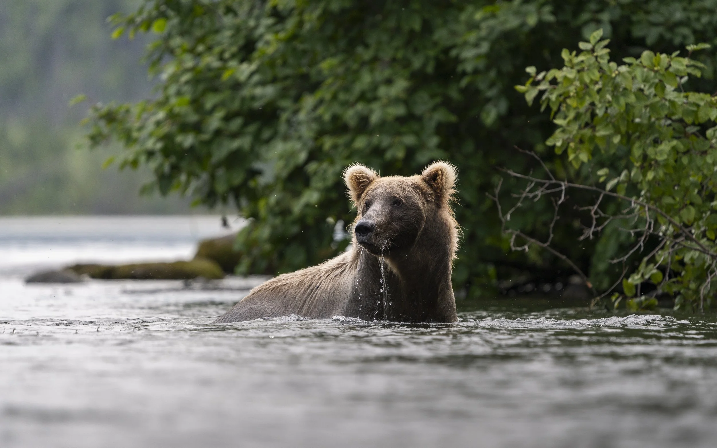 A brown bear standing in a river with water dripping from its mouth, surrounded by lush green foliage.