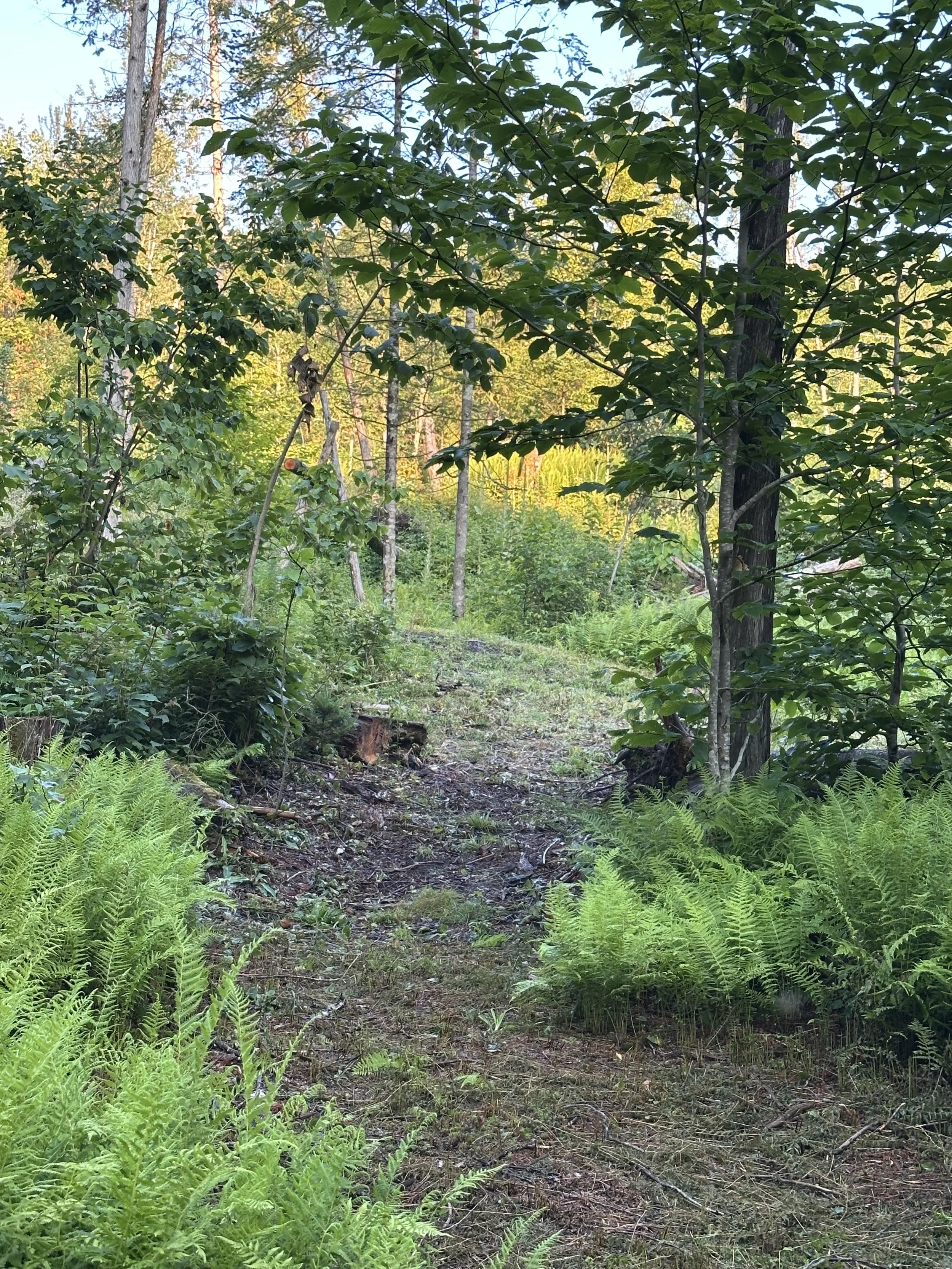 The land of Kurtis Mellett in Craftsbury Vermont