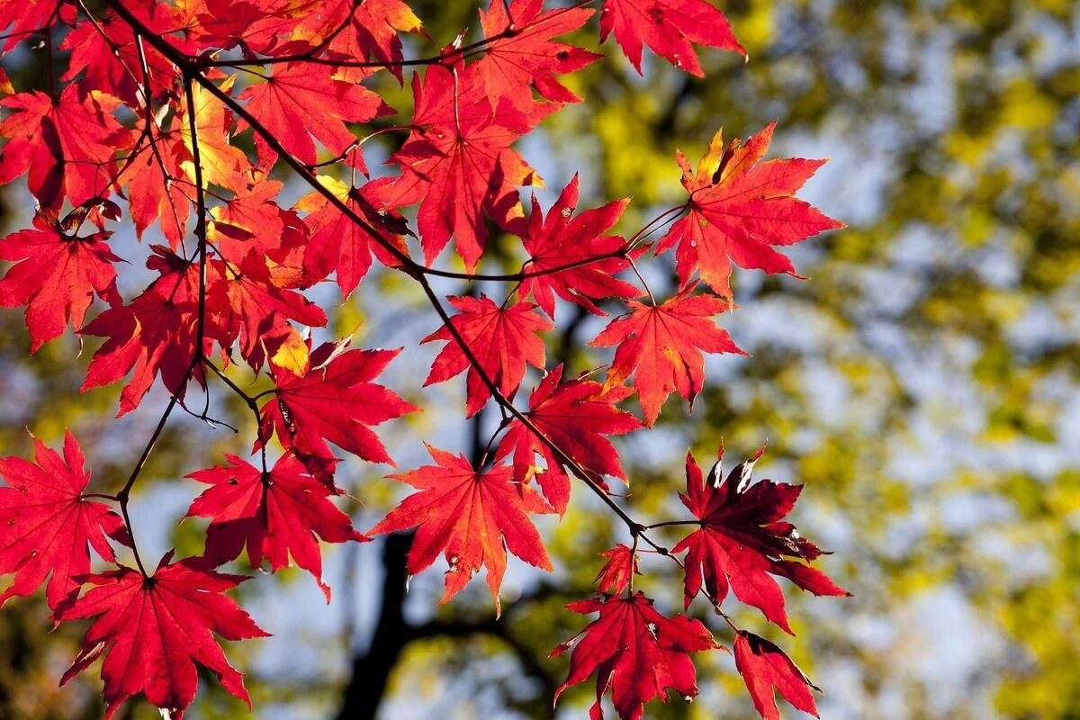 Craftsbury Vermont foliage near the home of Margot Mellett