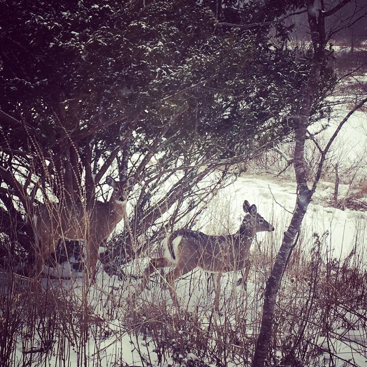 Wildlife in Craftsbury Vermont near the home of Kurtis Mellett