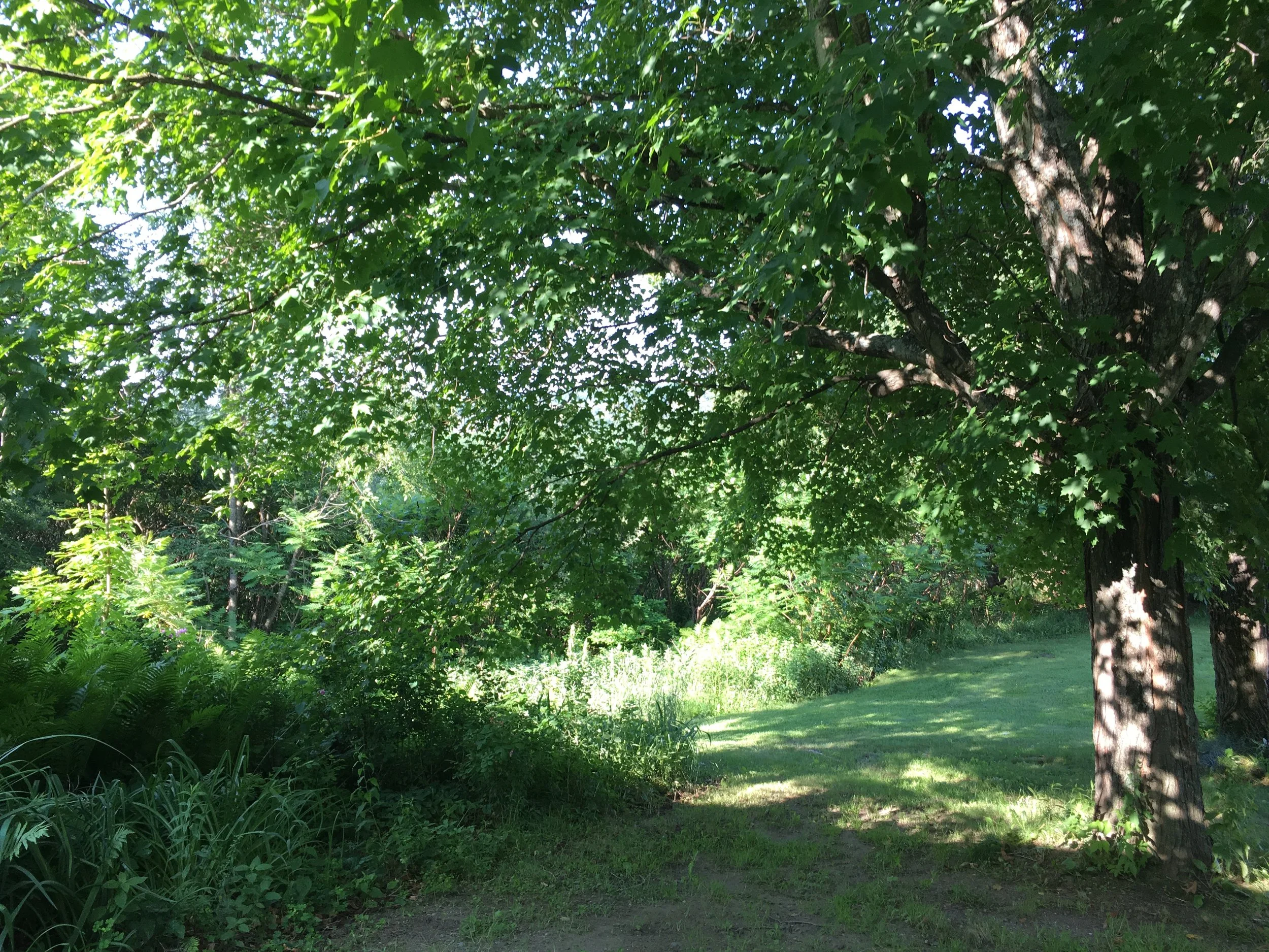 Summer in Craftsbury Vermont in the yard of Kurtis Mellett