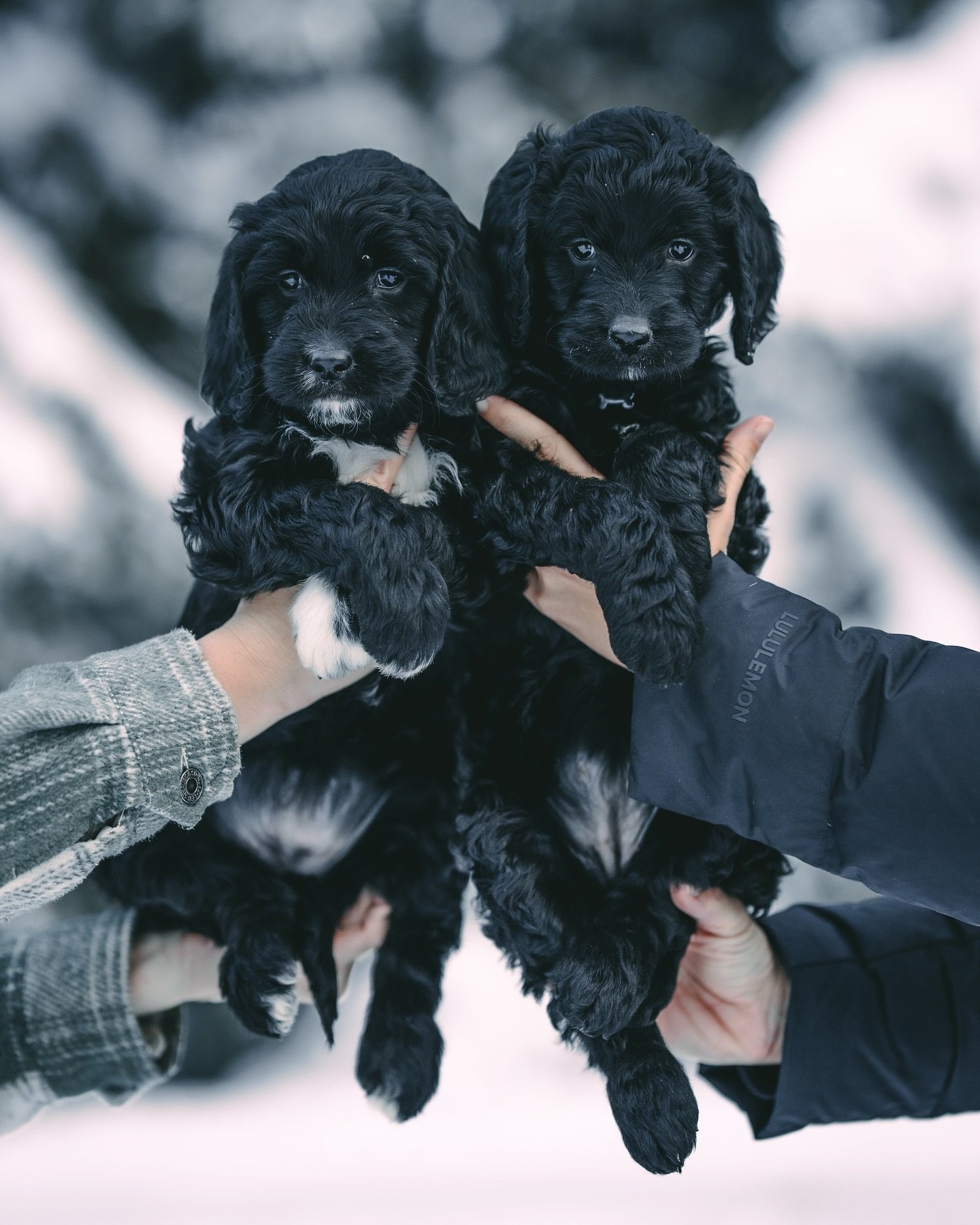 Hard to believe these pups will be ready to leave soon! Stunning Black Goldendoodles!