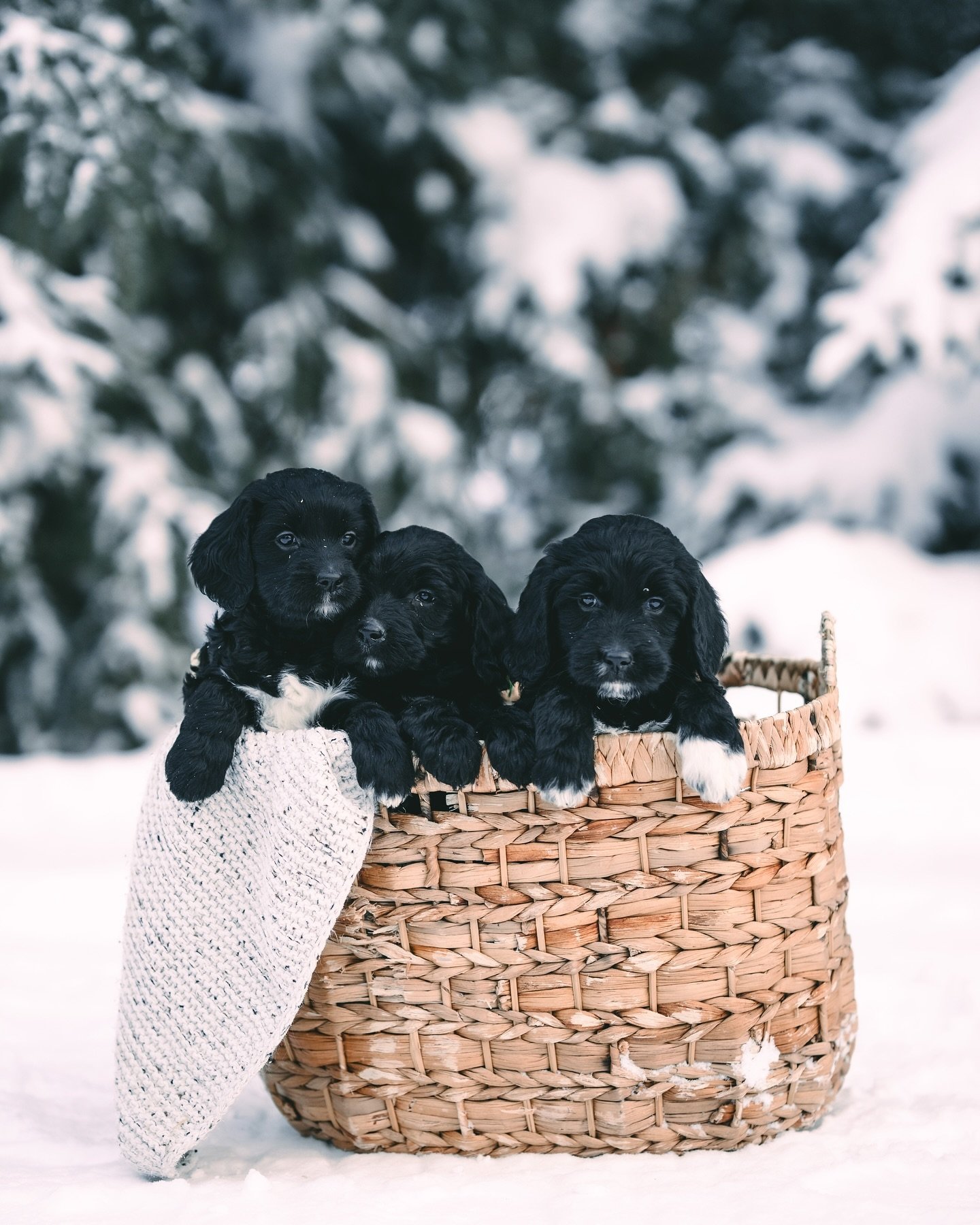 What&rsquo;s better than a basket full of puppies?