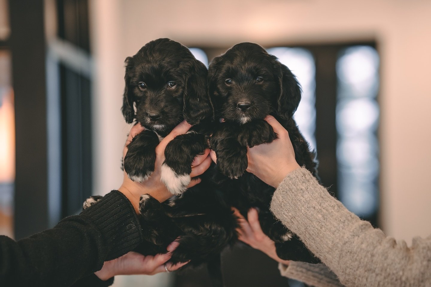 Double Puppy Love