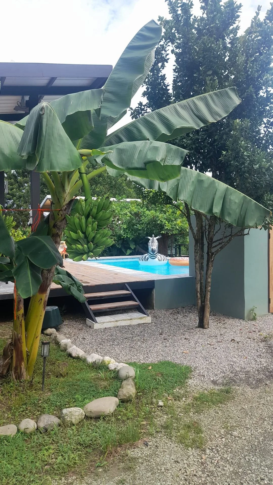 A backyard with a small pool featuring an inflatable zebra float, surrounded by tropical trees including a banana plant with bananas and a tree with dark green leaves, with a wooden deck and steps leading to the pool.