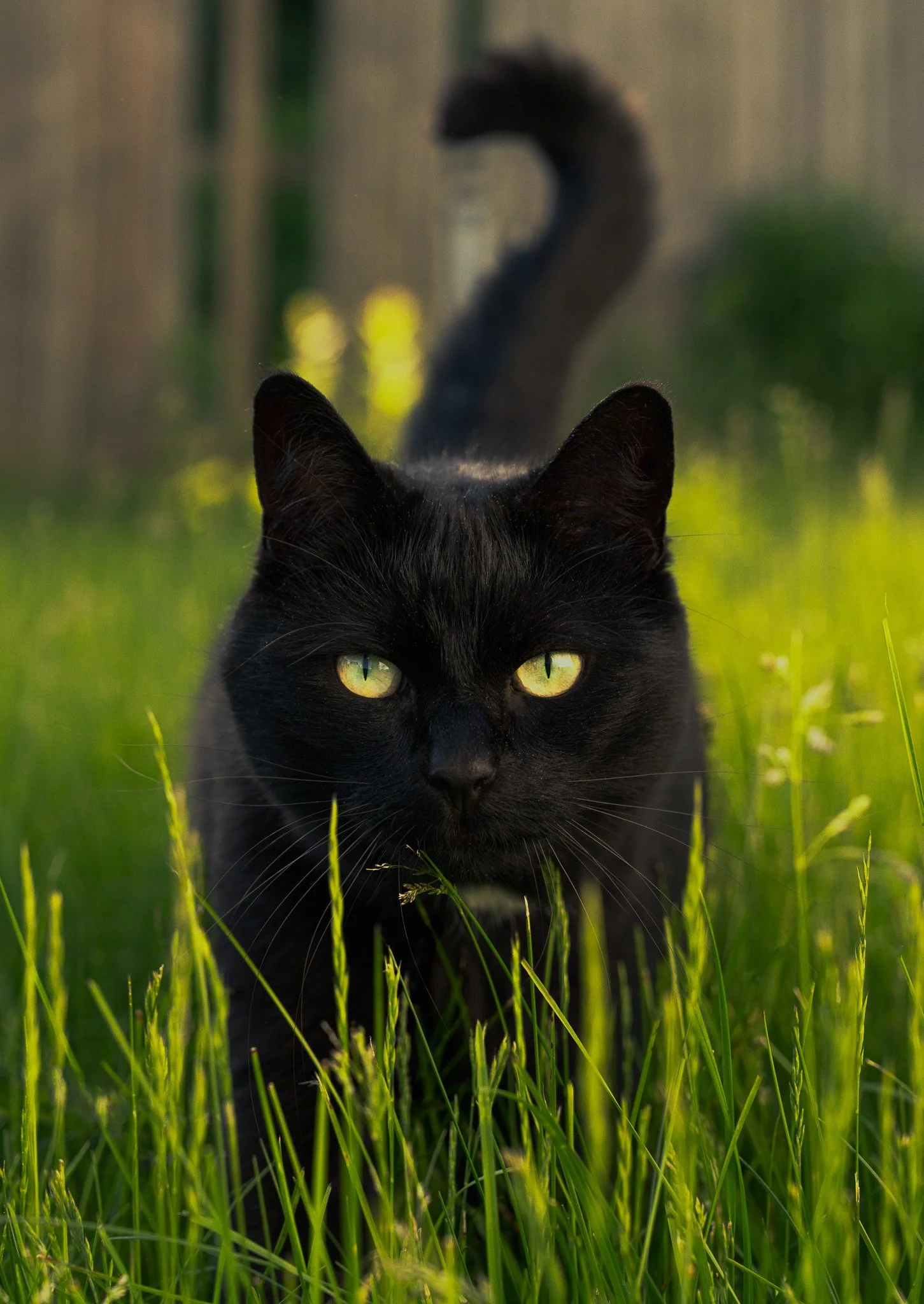 Pets