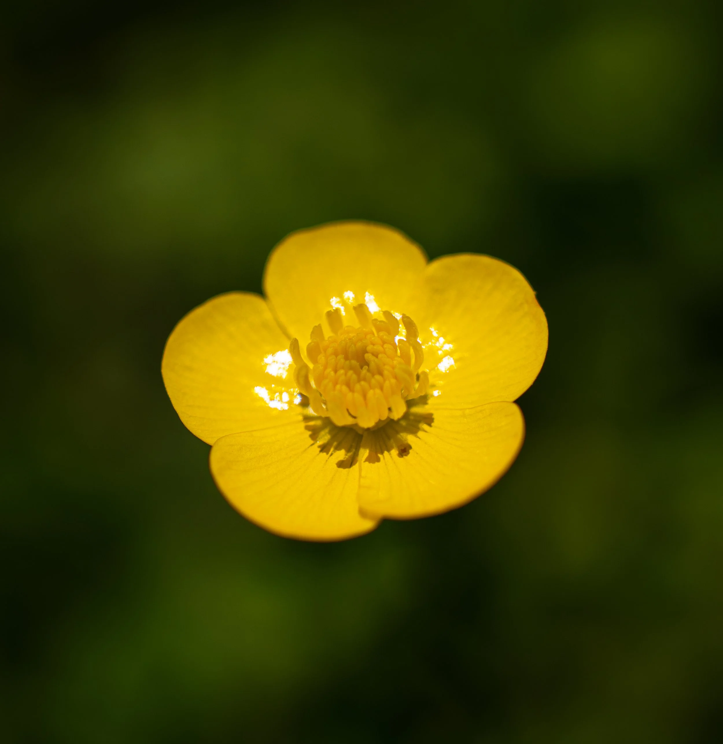 Macro