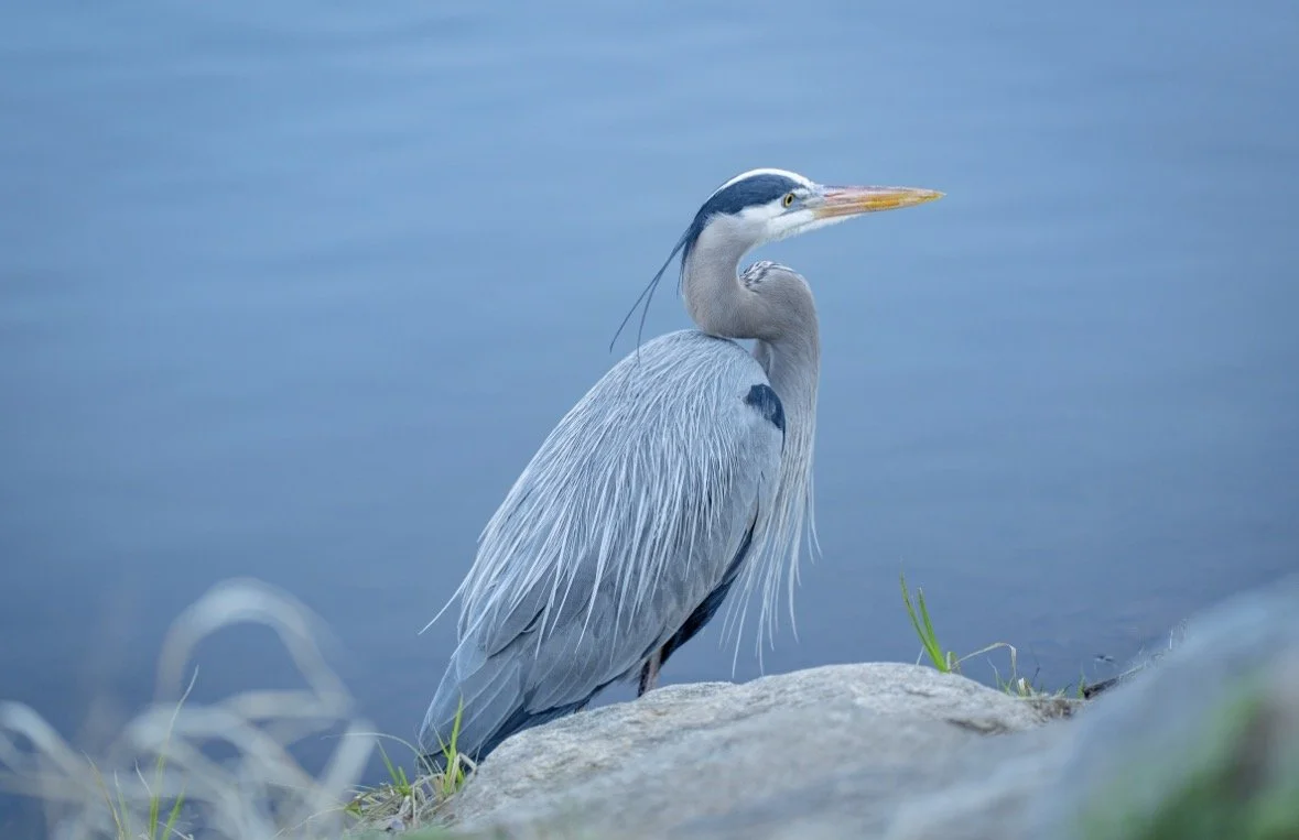 Great Blue Heron's Stalk