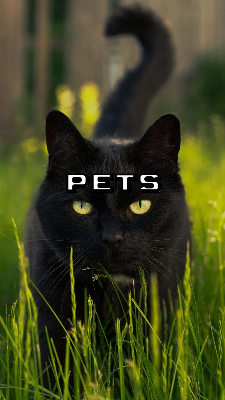 Pets