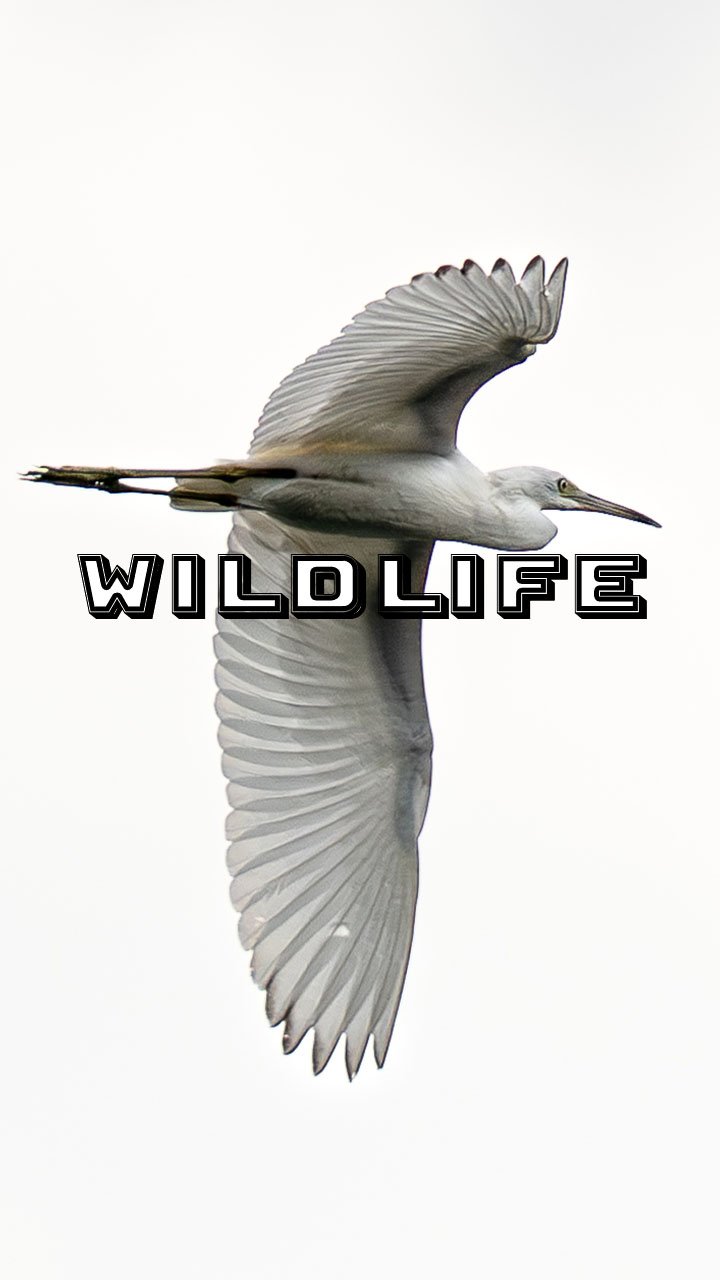 Wildlife