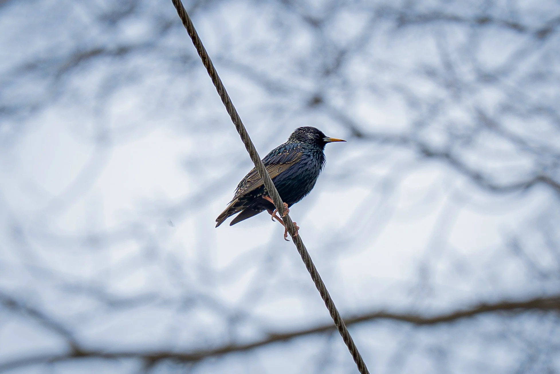 A7R07996.jpg