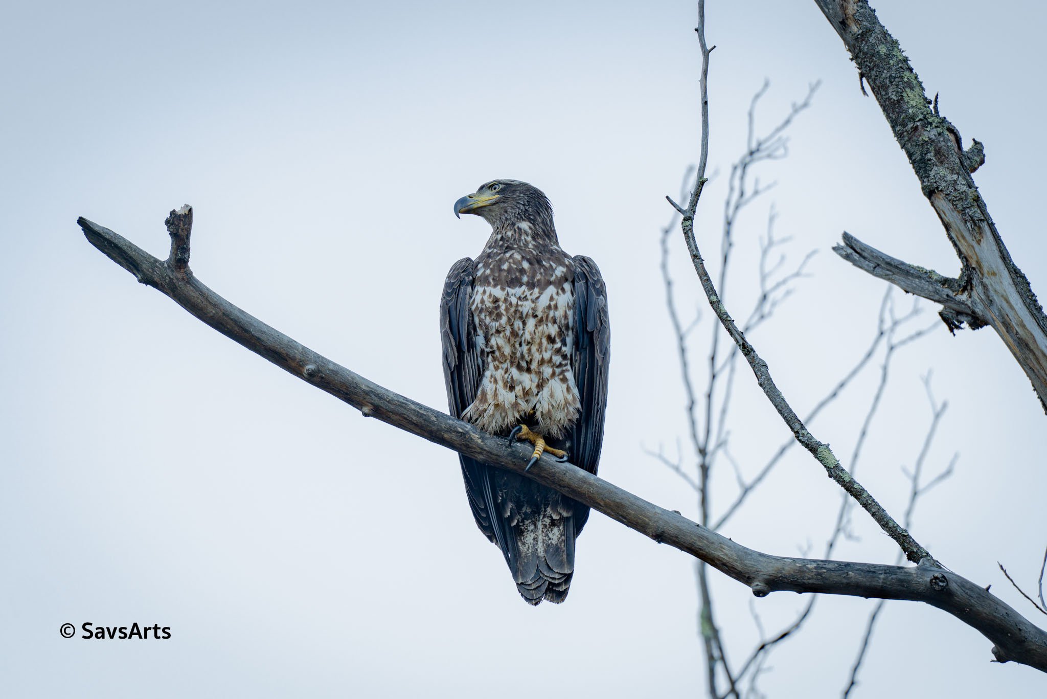 Juvenile Blad Eagle's Perch