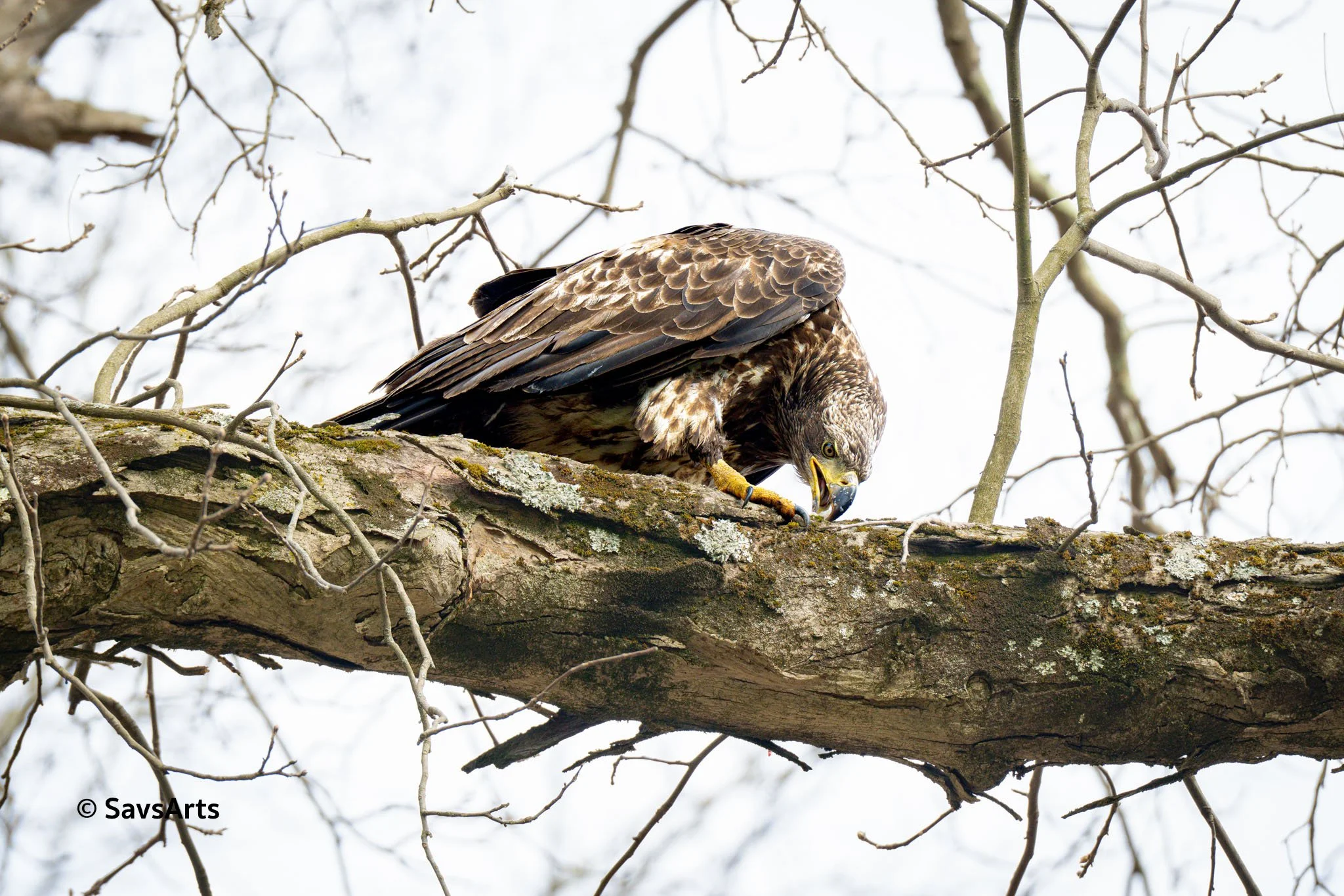 A7R09680-2.jpg