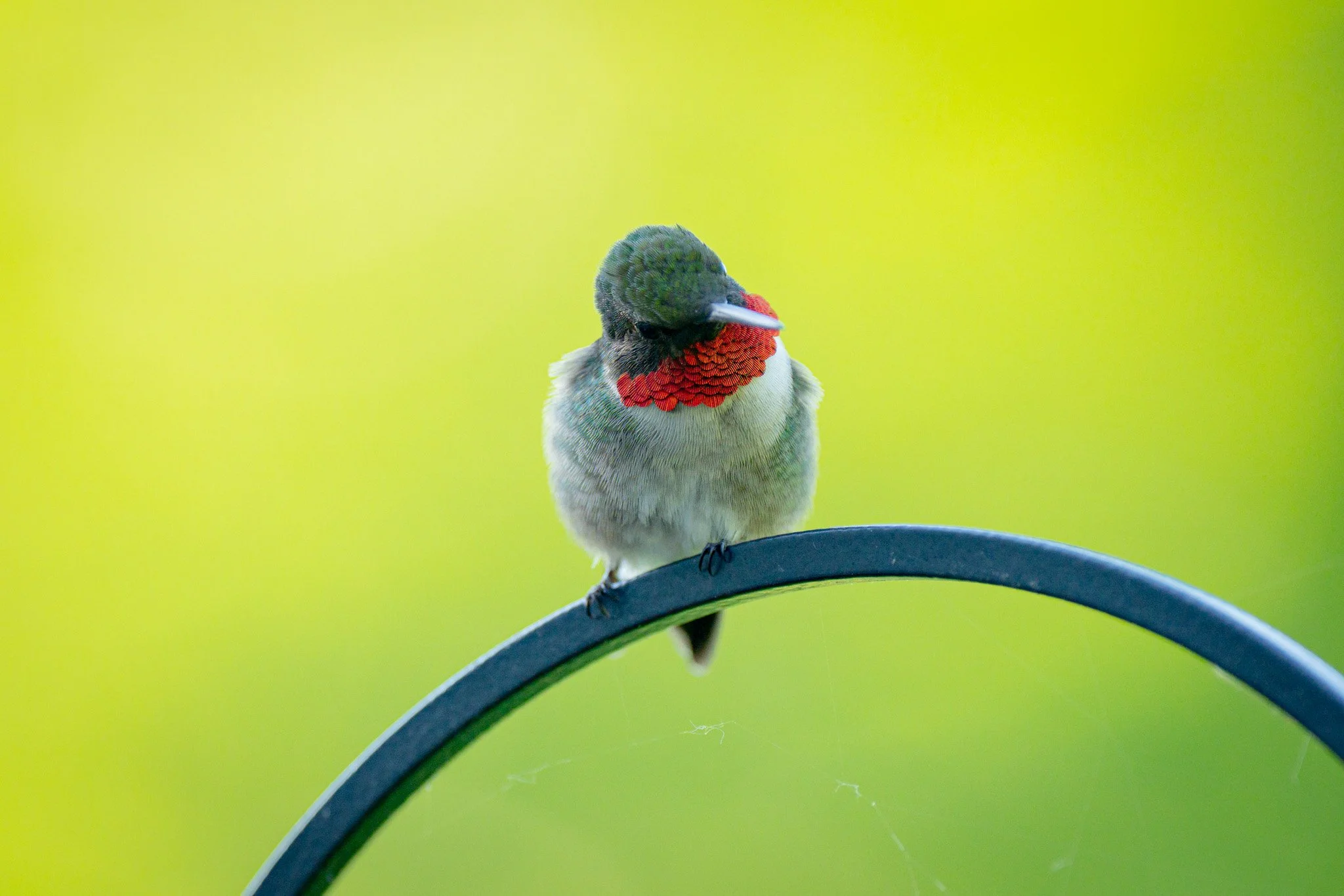 Cutest Ruby Throated Hummingbird (Male)