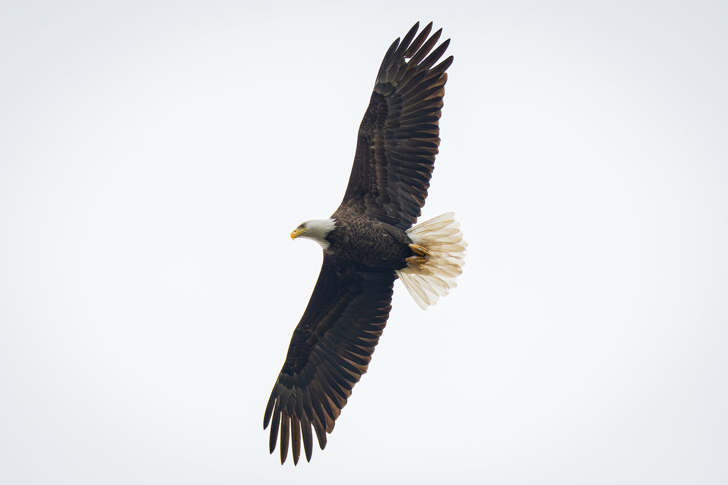 Bald Eagle's Wingspan